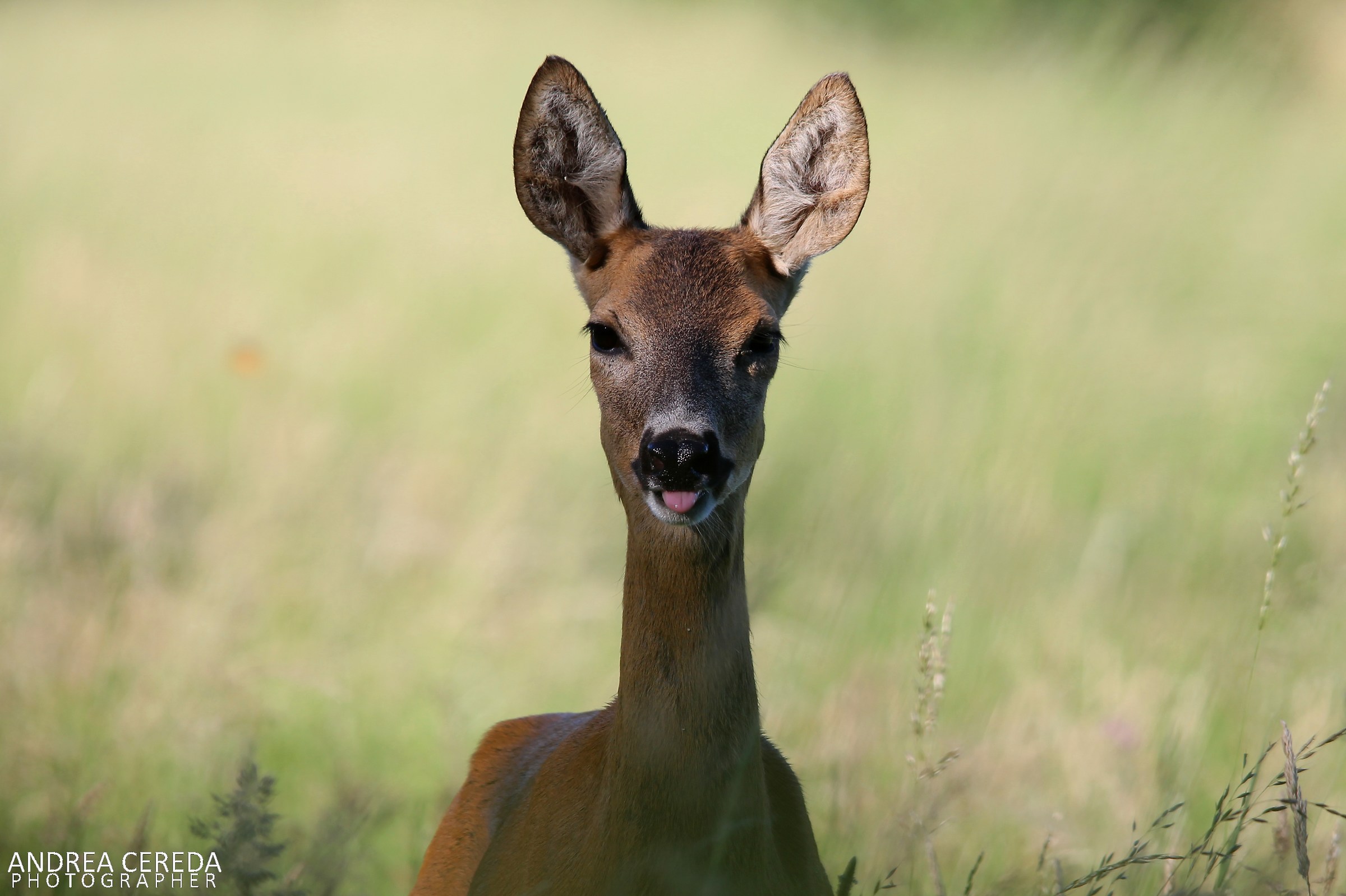 Capreolus capreolus - Capriolo femmina