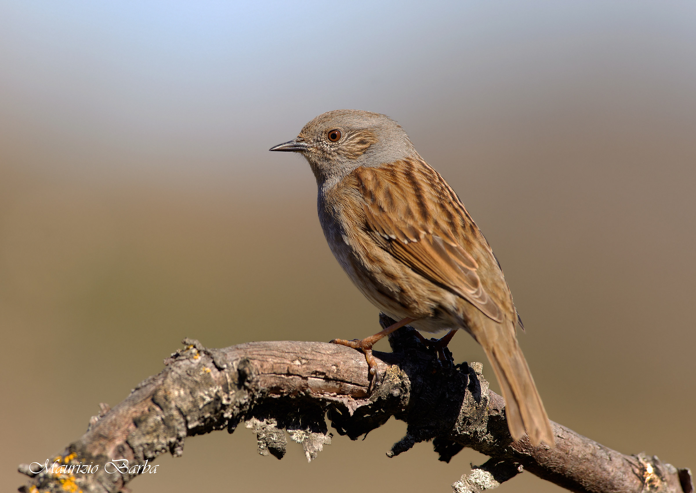 Dunnock