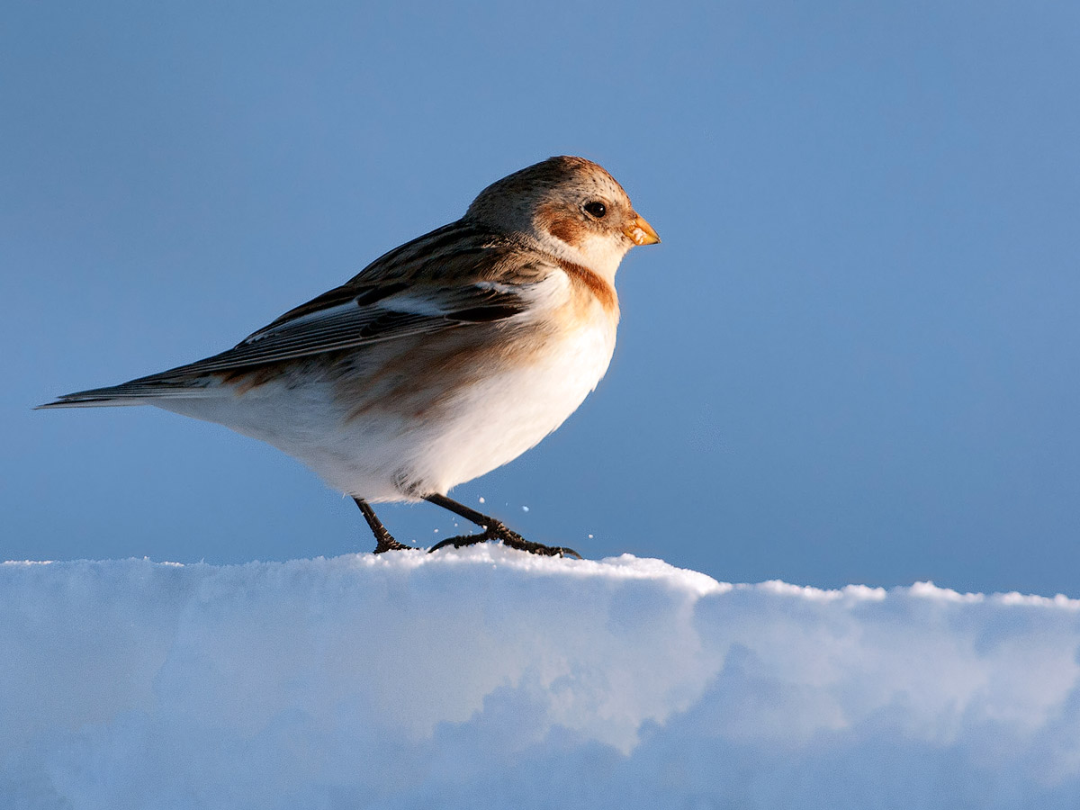 2014.02.24 Zigolo delle Nevi