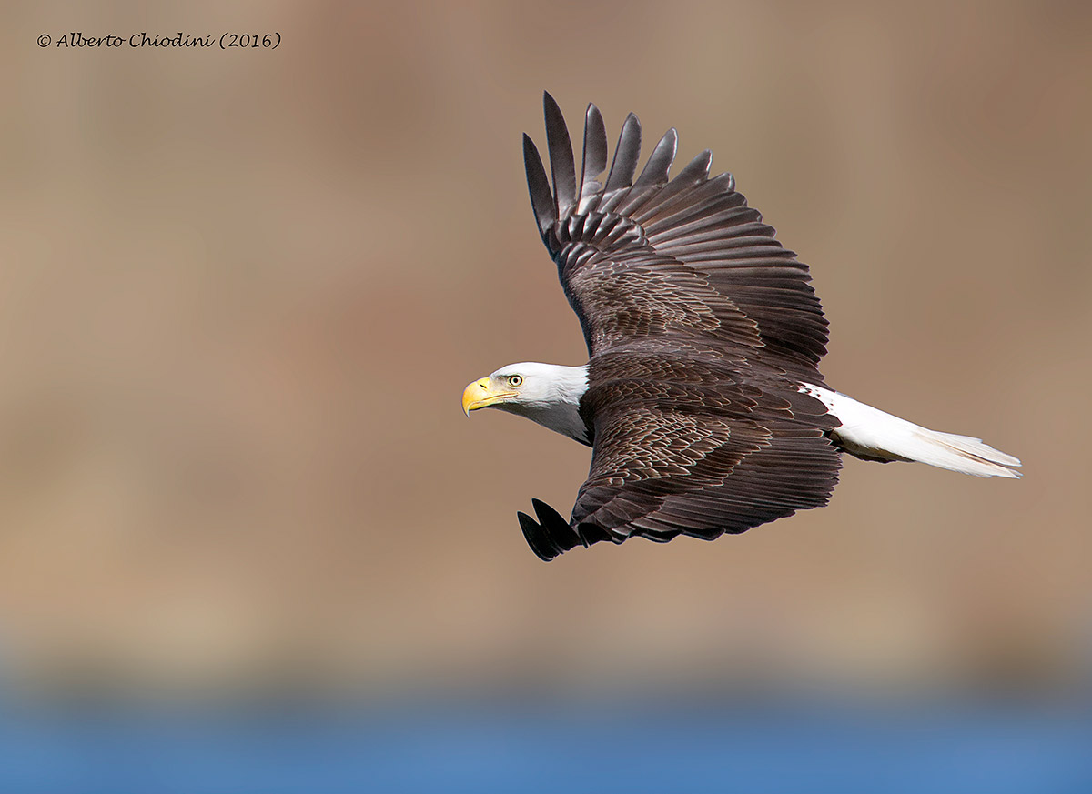 bald eagle