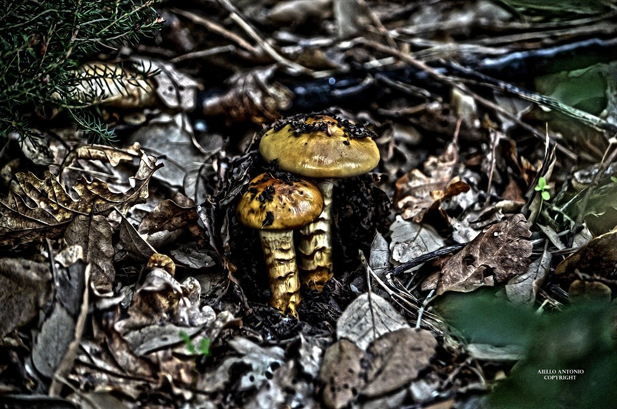 Nature's magnificence