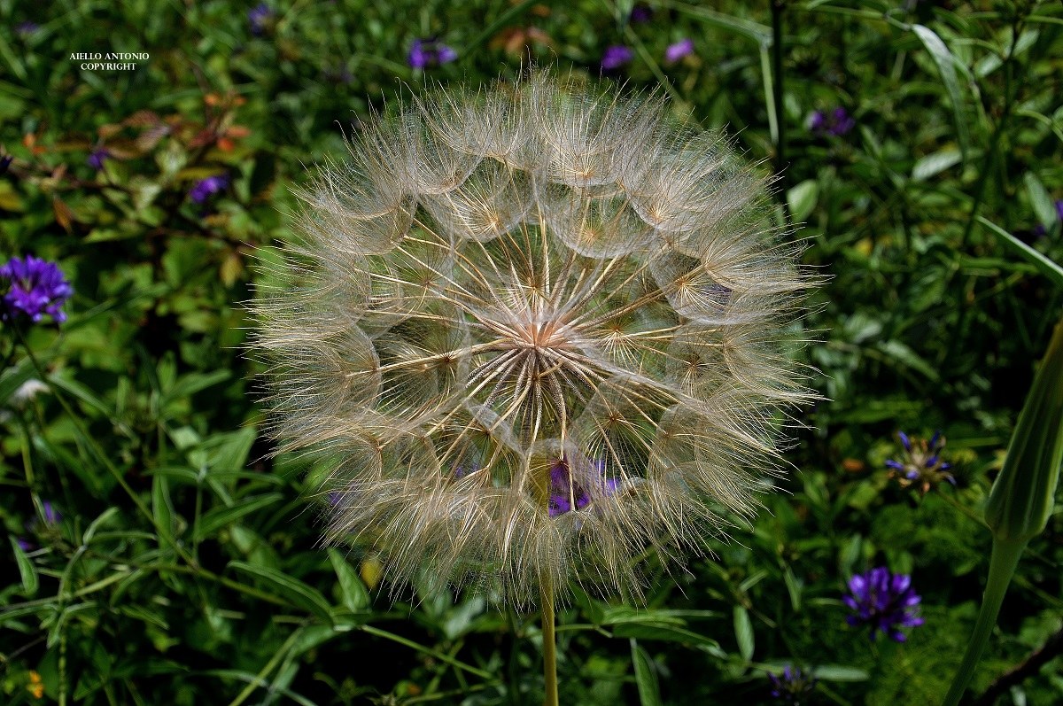 Dandelion