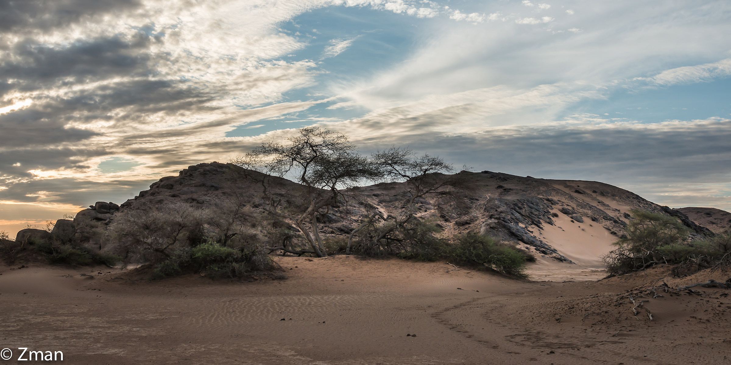 Hoanib Basin Acacia Trees