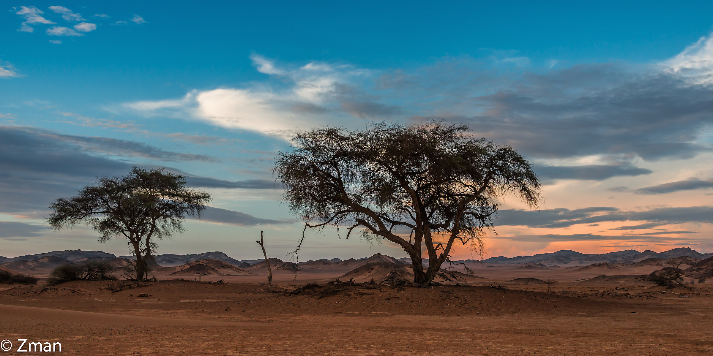 Hoanib Basin Acacia Trees