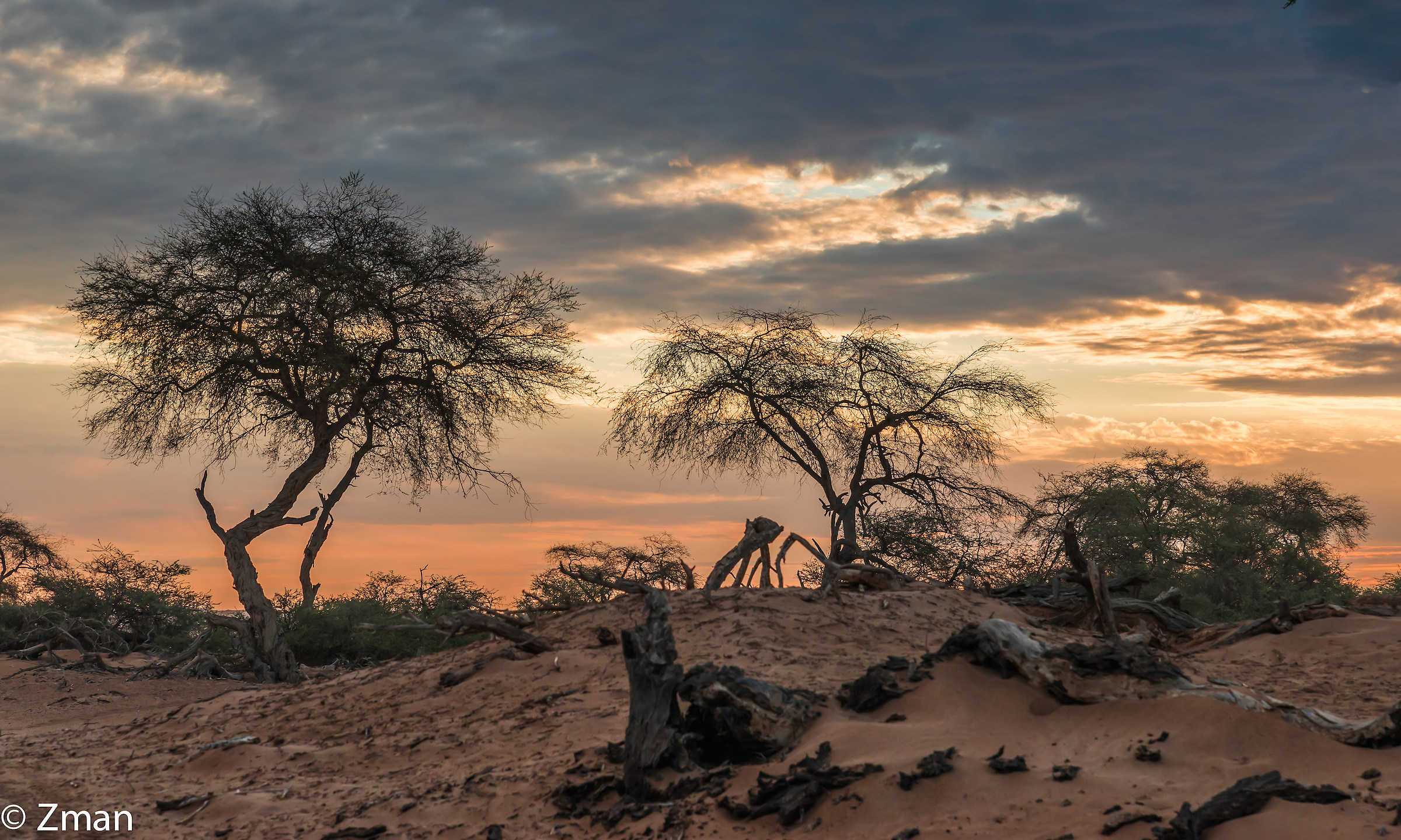 Hoanib Basin Acacia Trees