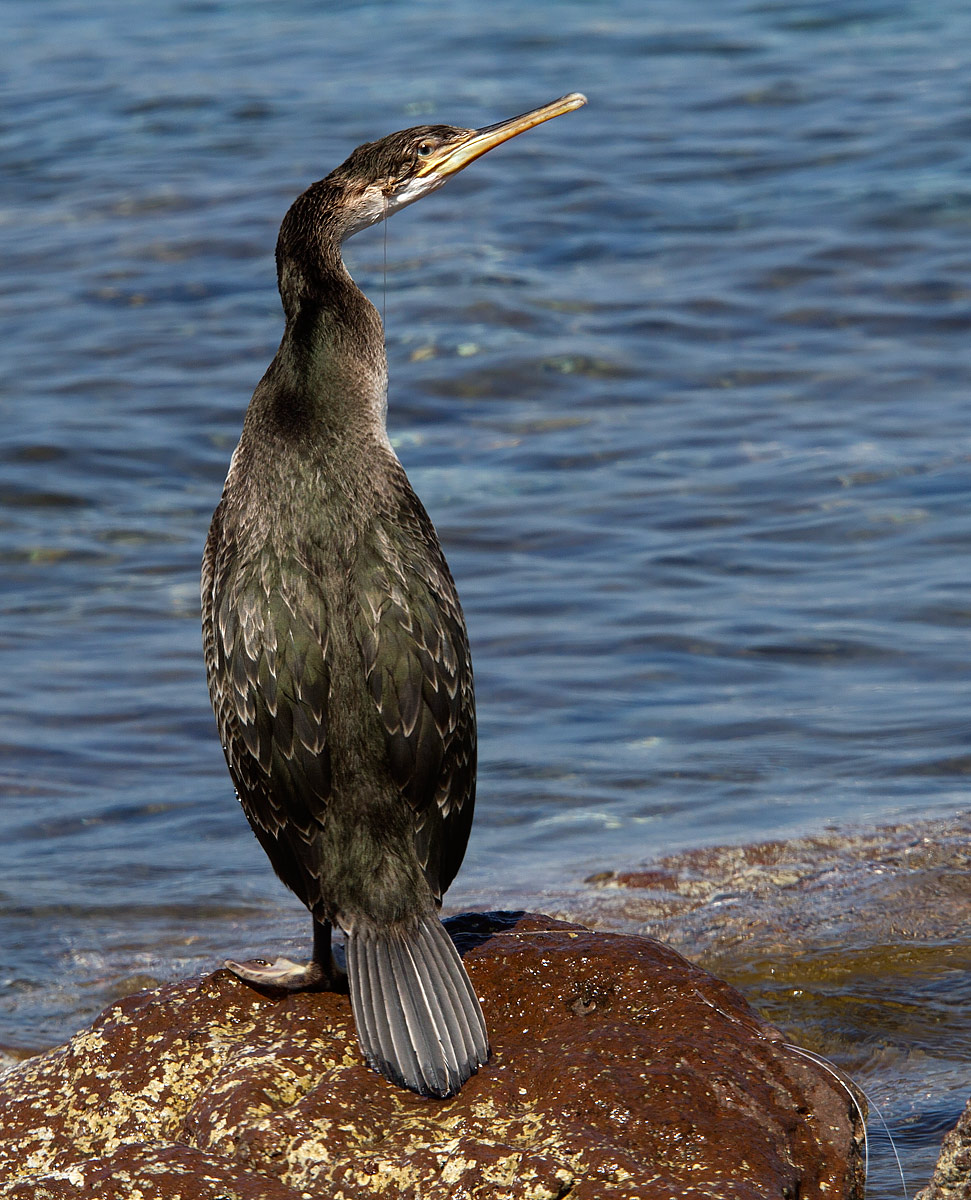 Marangone dal ciuffo preso all'amo !
