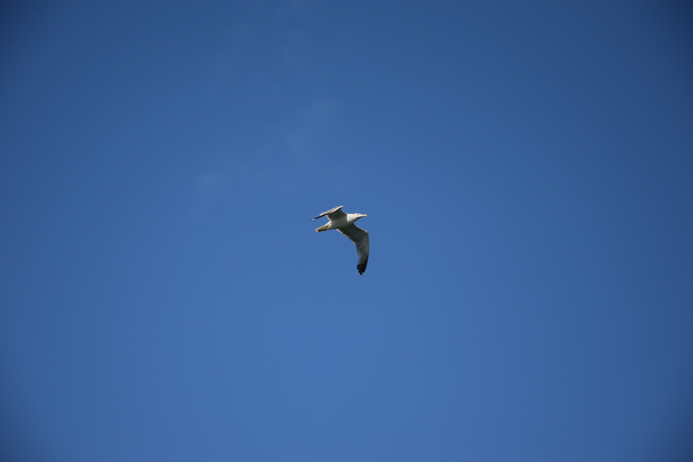 Jonathan Livingston Seagull