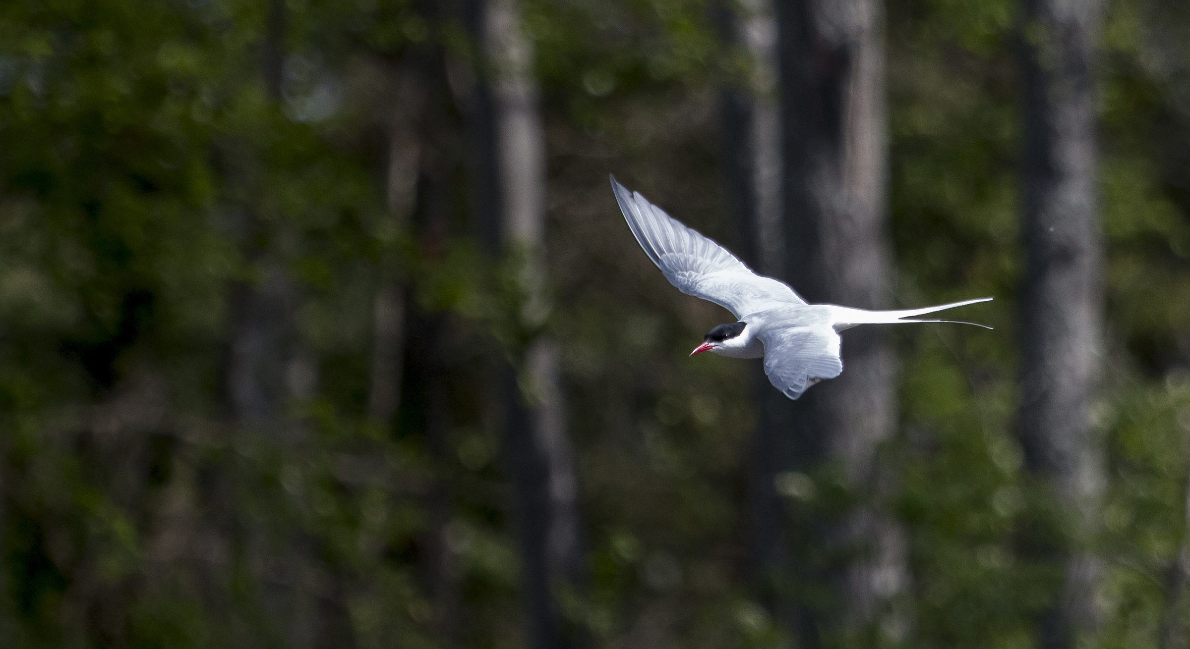 arctic tern