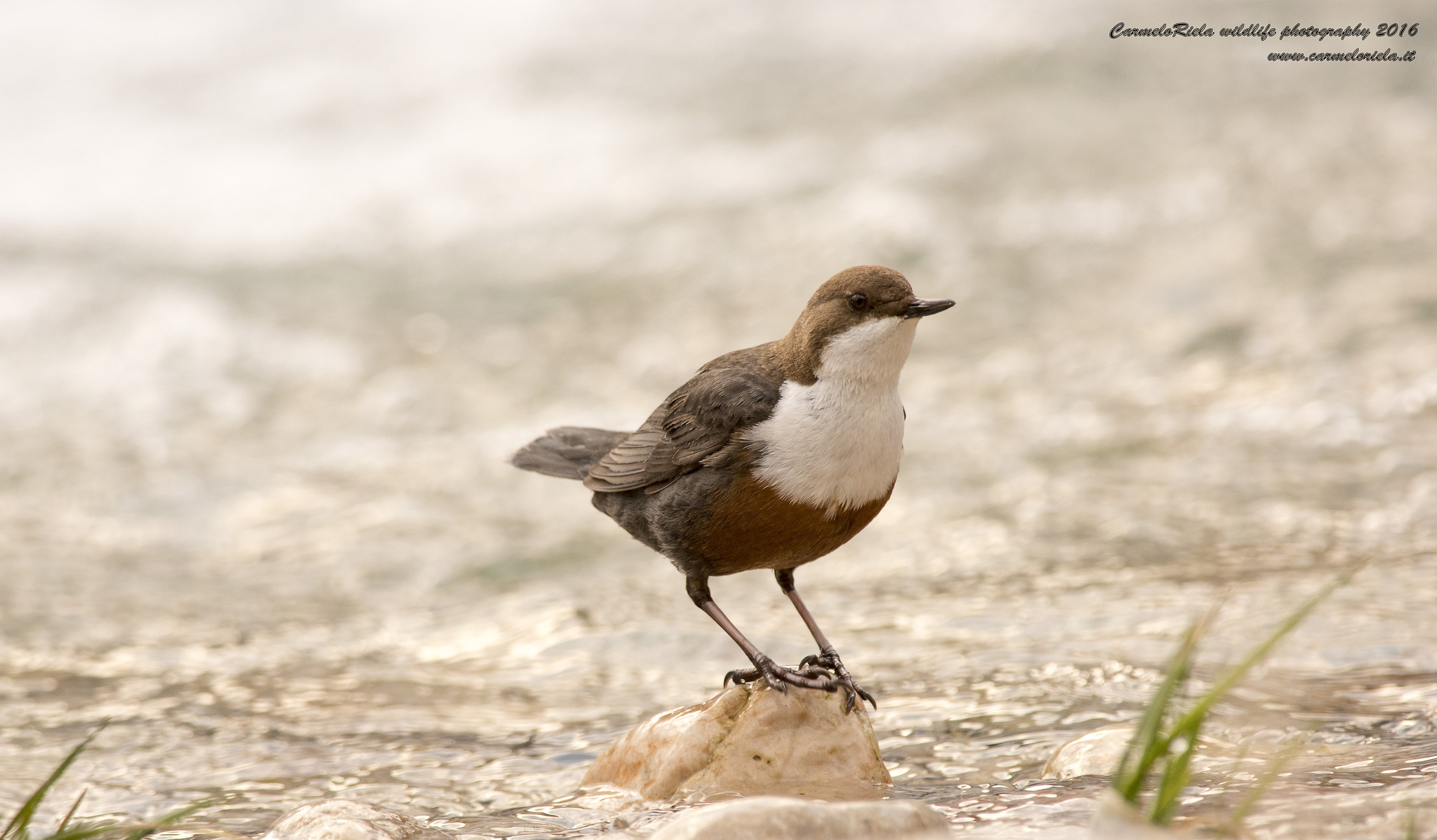 Dipper. (Cinclus, Cinclus)