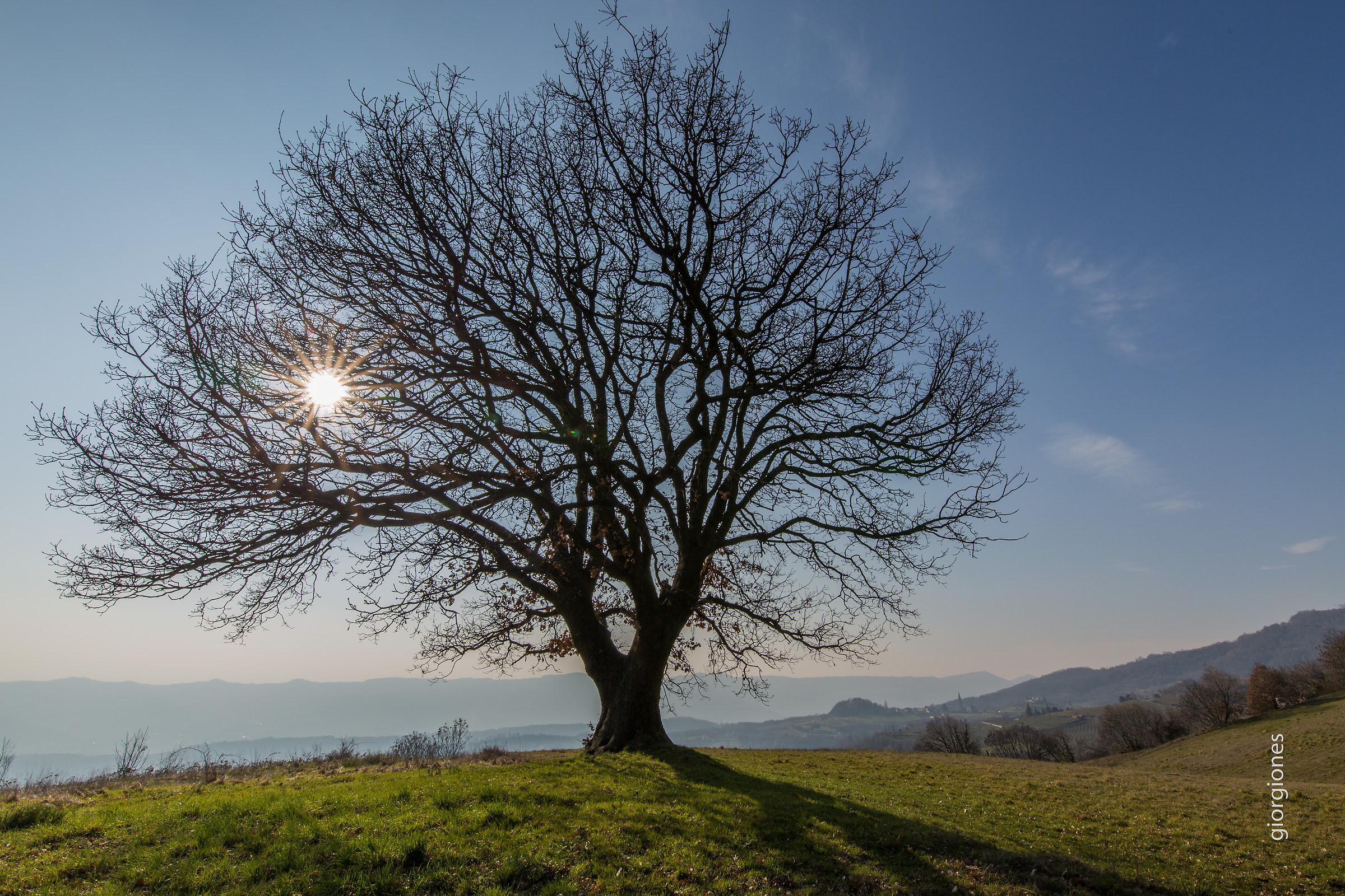 His Majesty the great oak