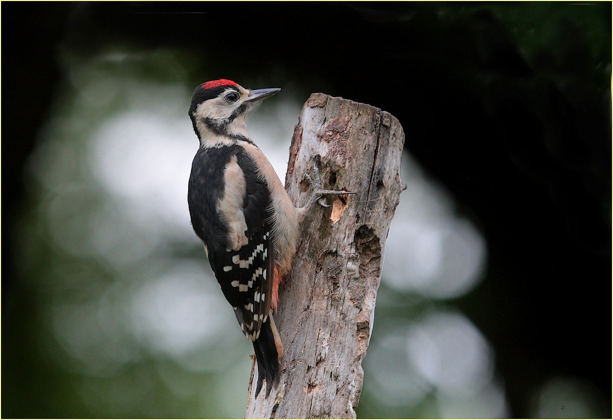 woodpecker, the pullo,,