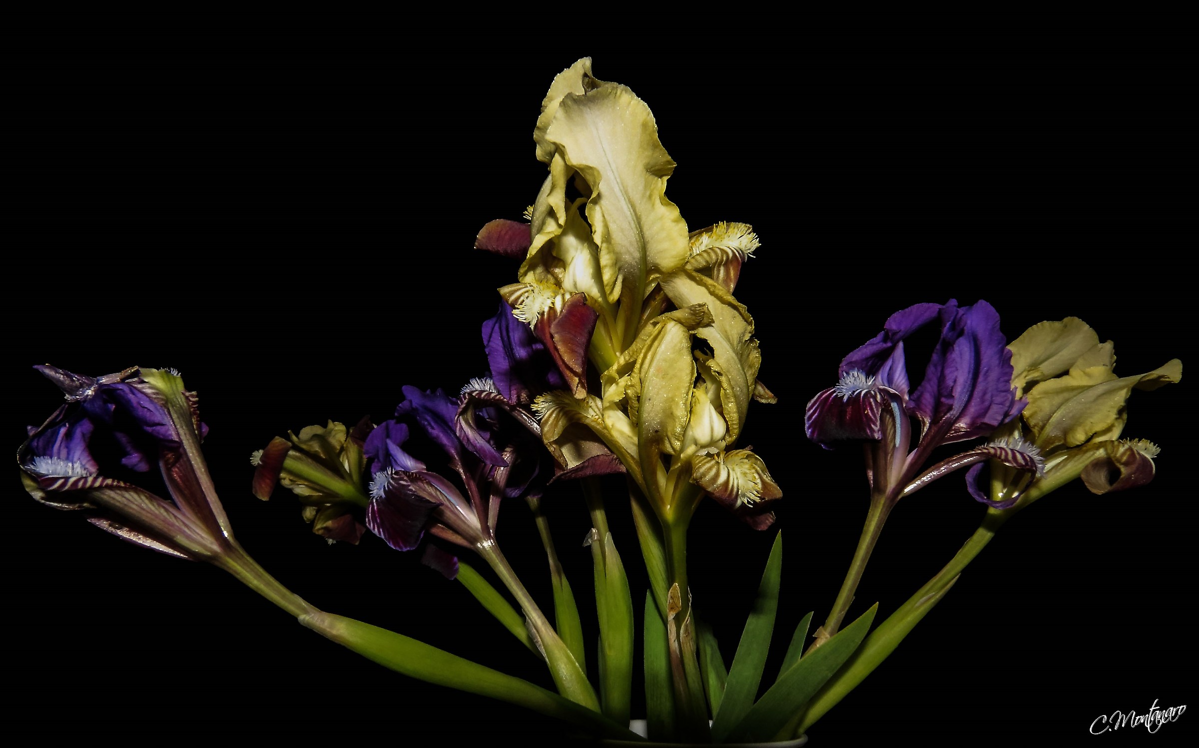 Iris pseudopumila tineo
