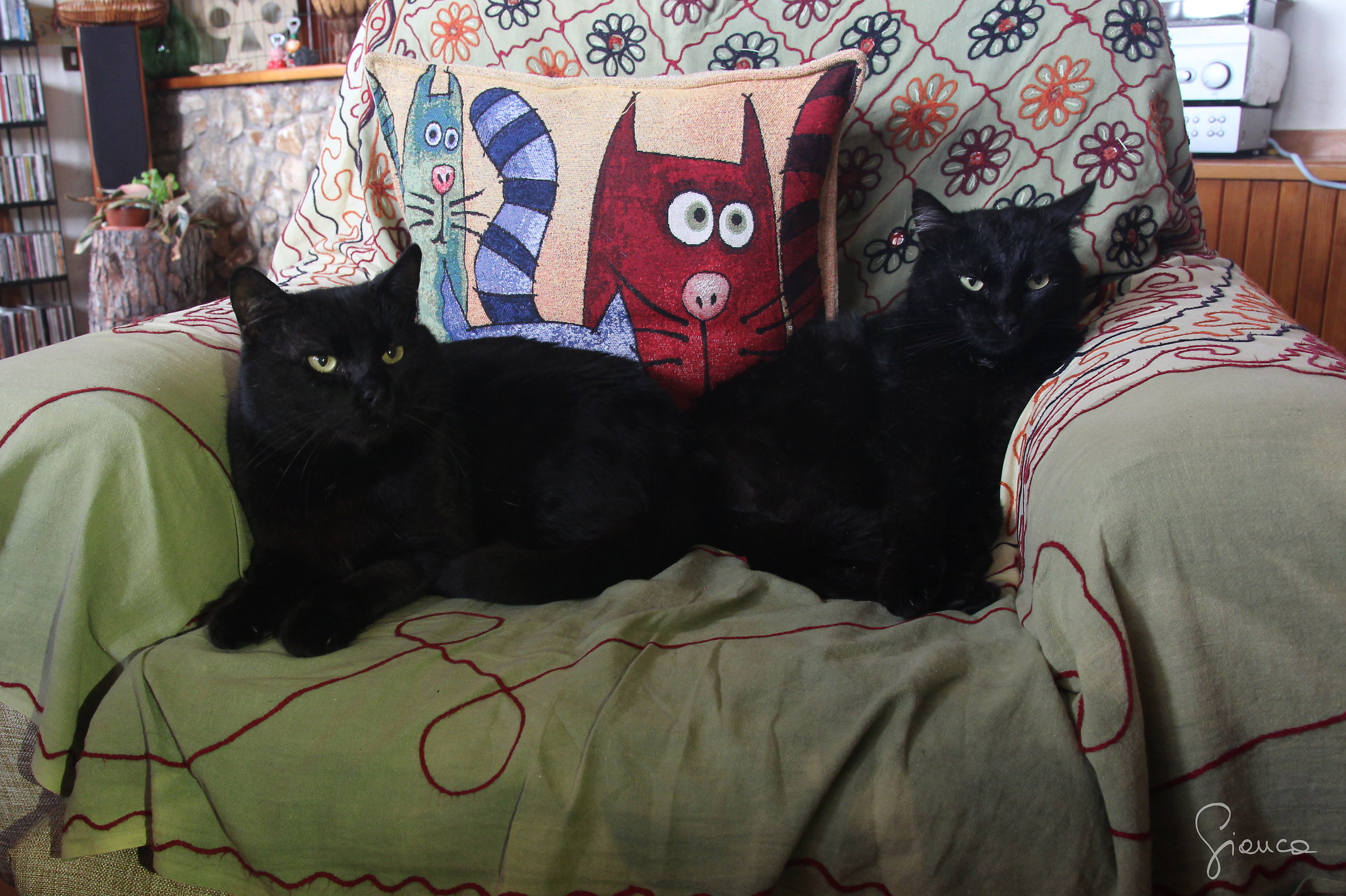 the cat with two heads