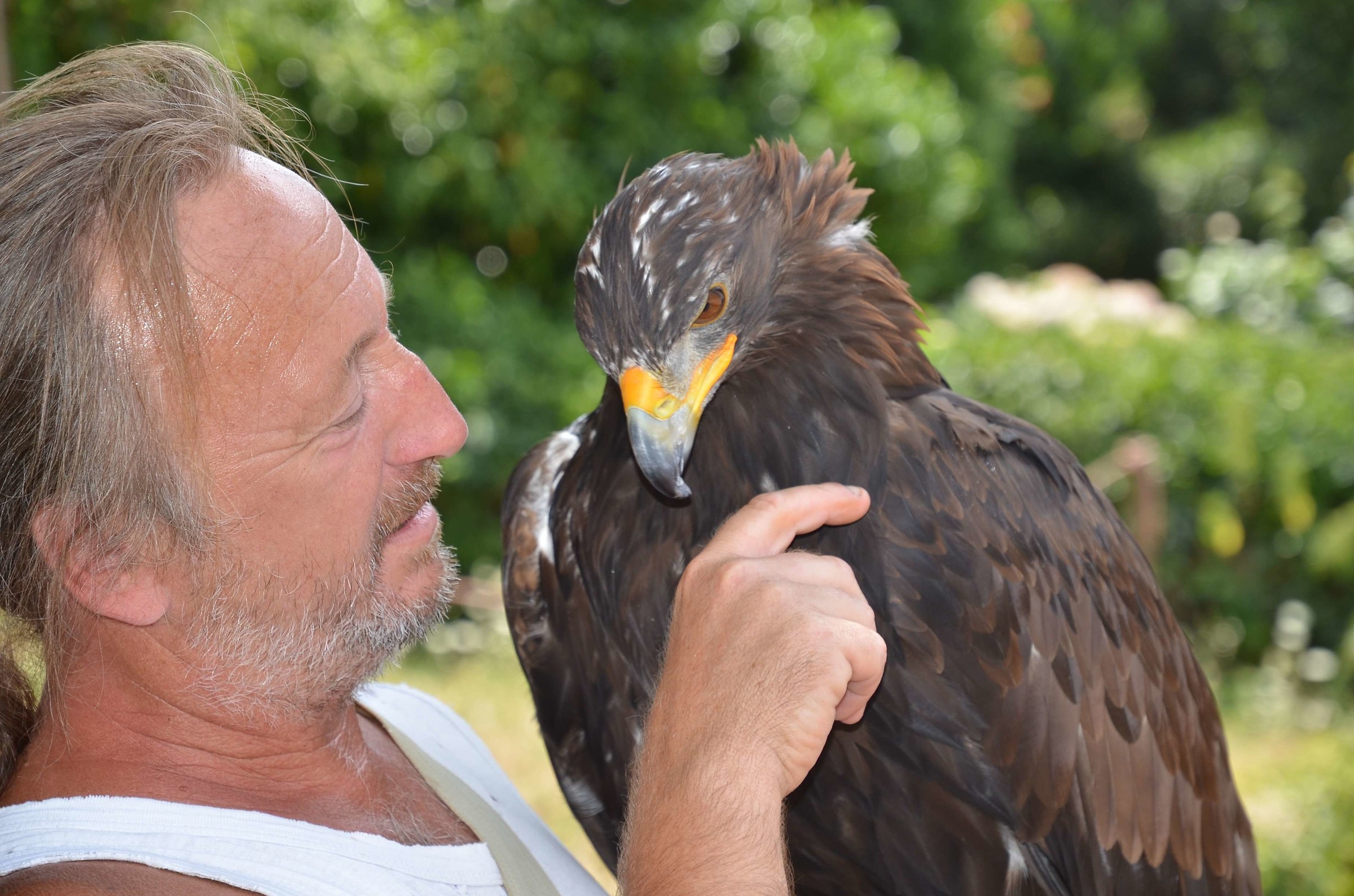 Tchéqui (Aquila chrysaetos)