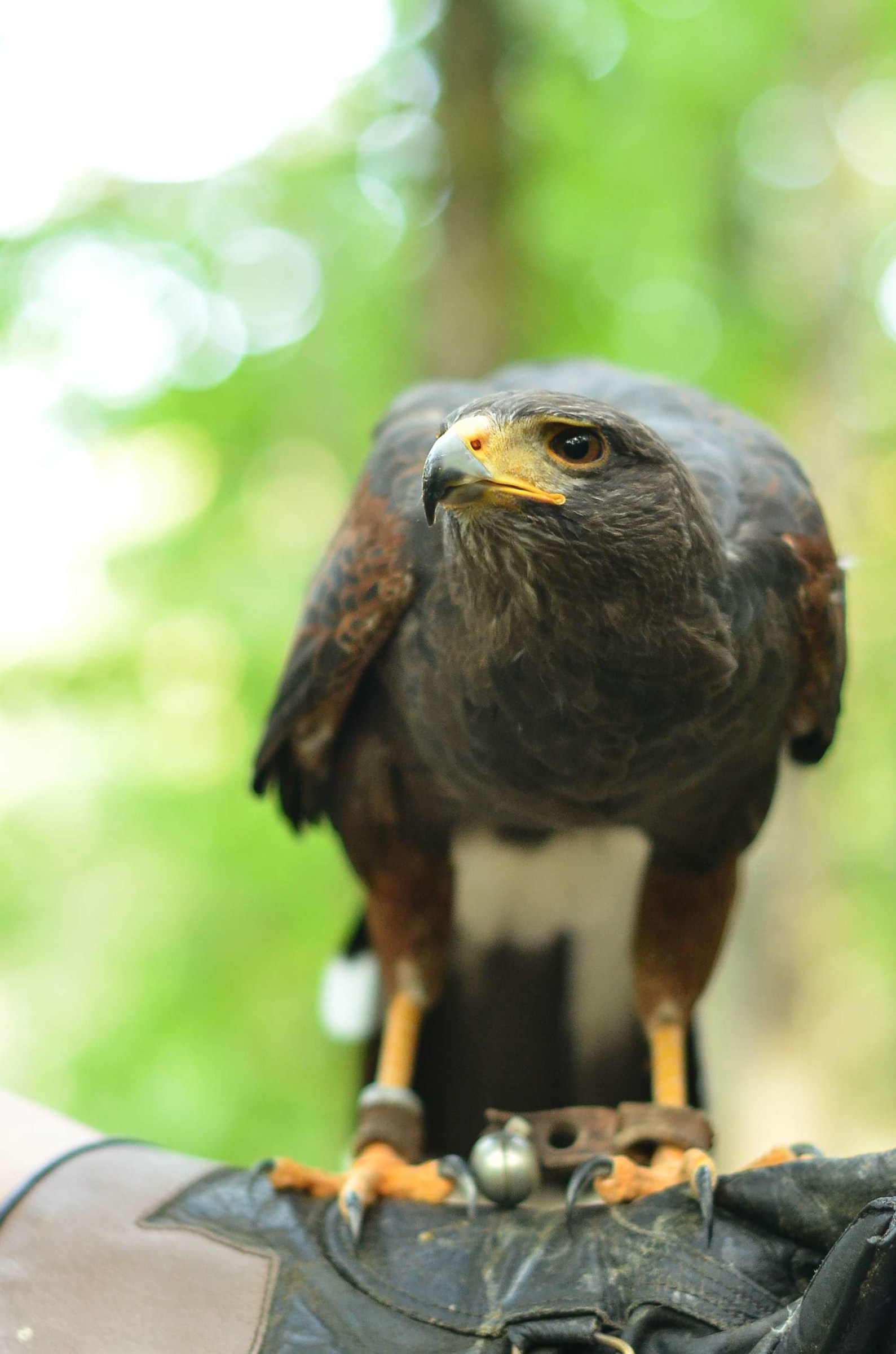 Nikita (Parabuteo unicinctus)