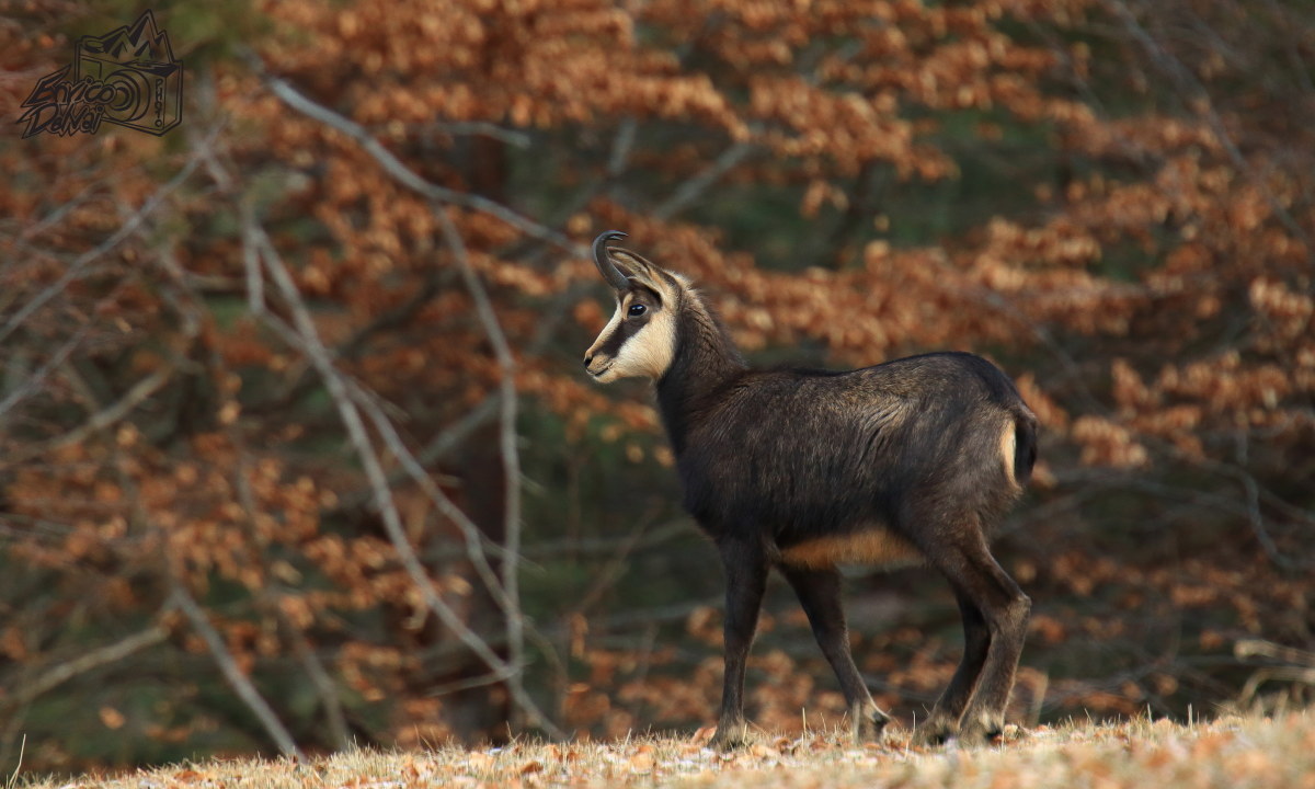 Fuori dalla faggeta...
