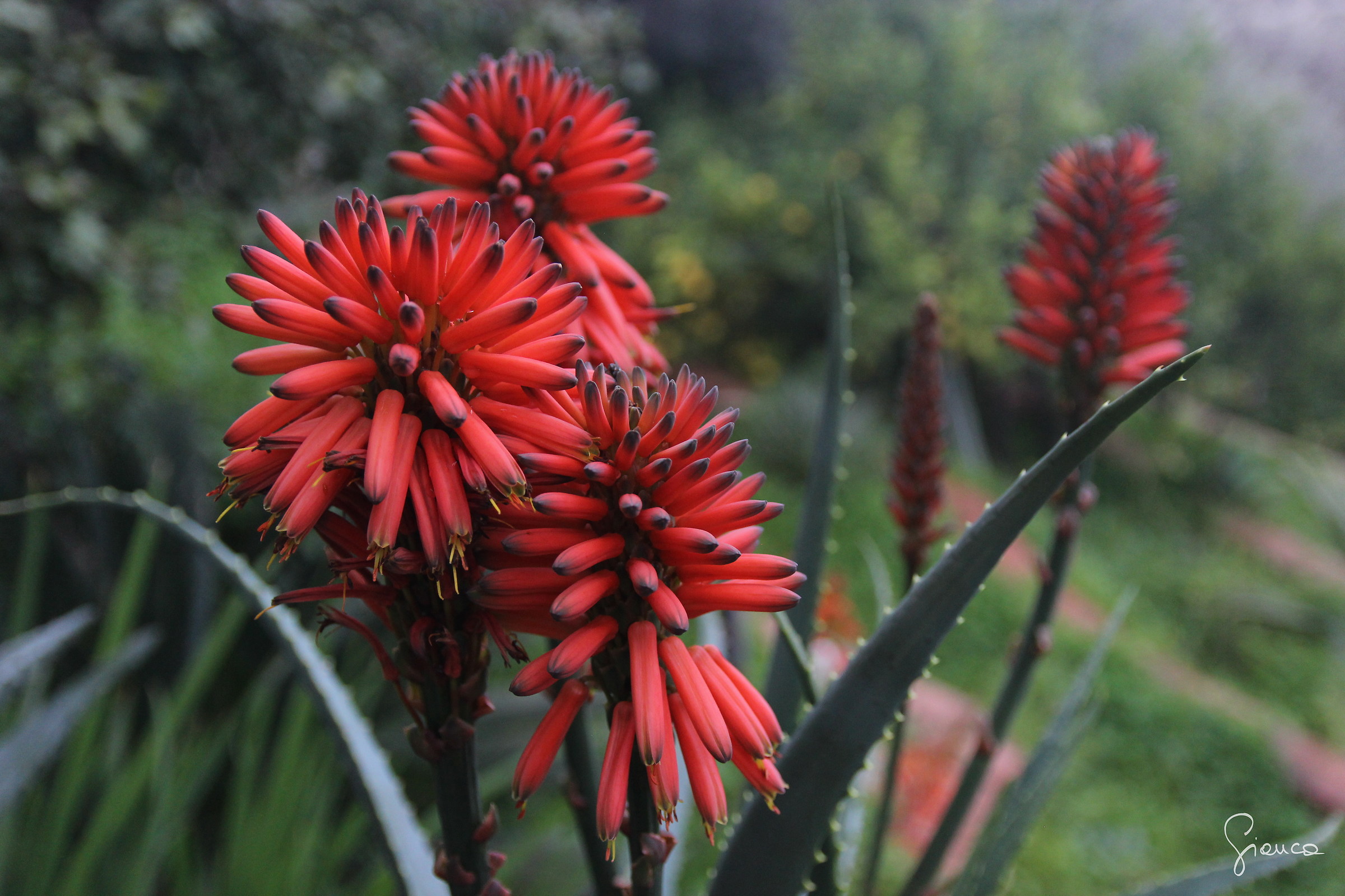 arborescens aloe flowers