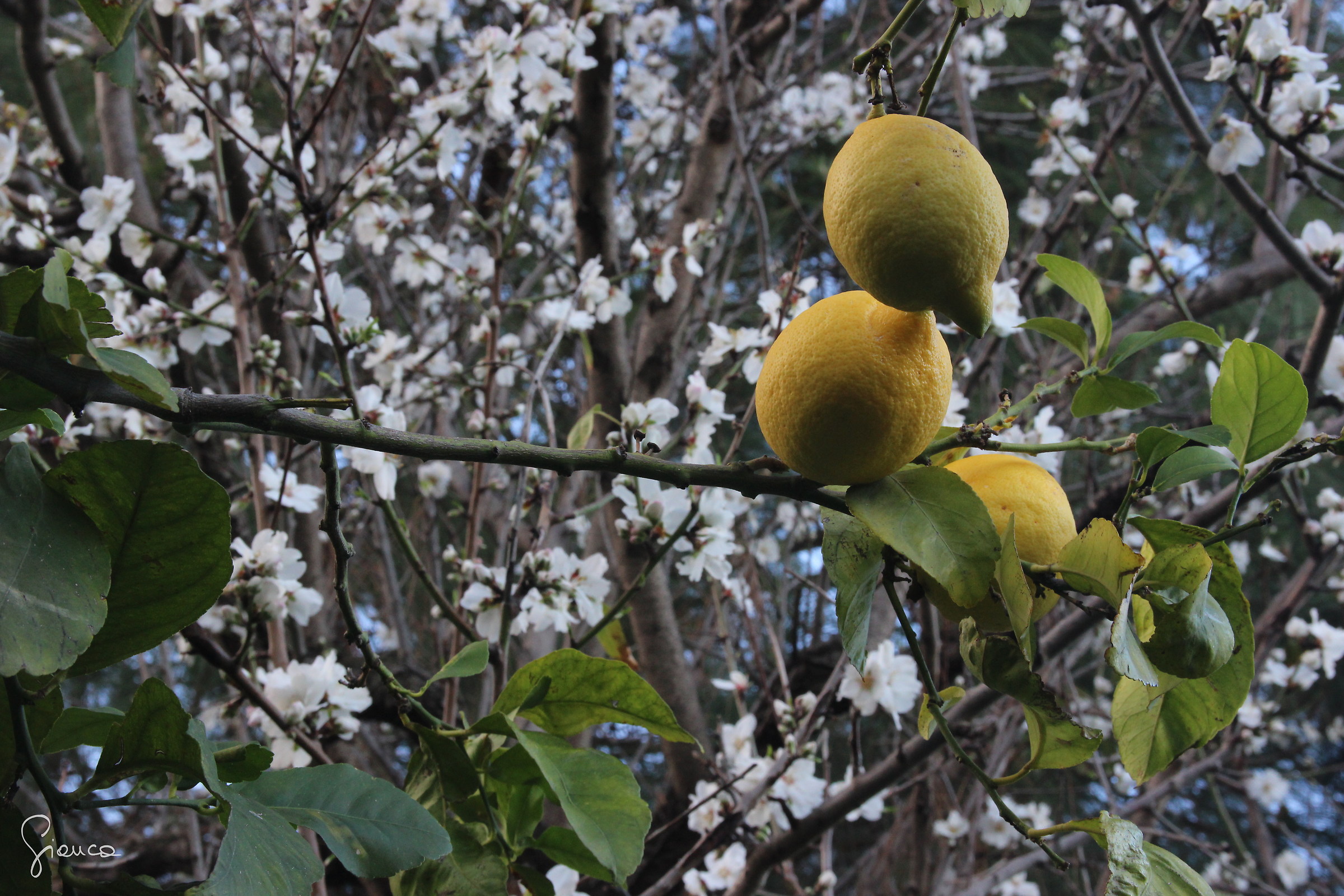 The Sicilian winter lemon and almond trees in bloom