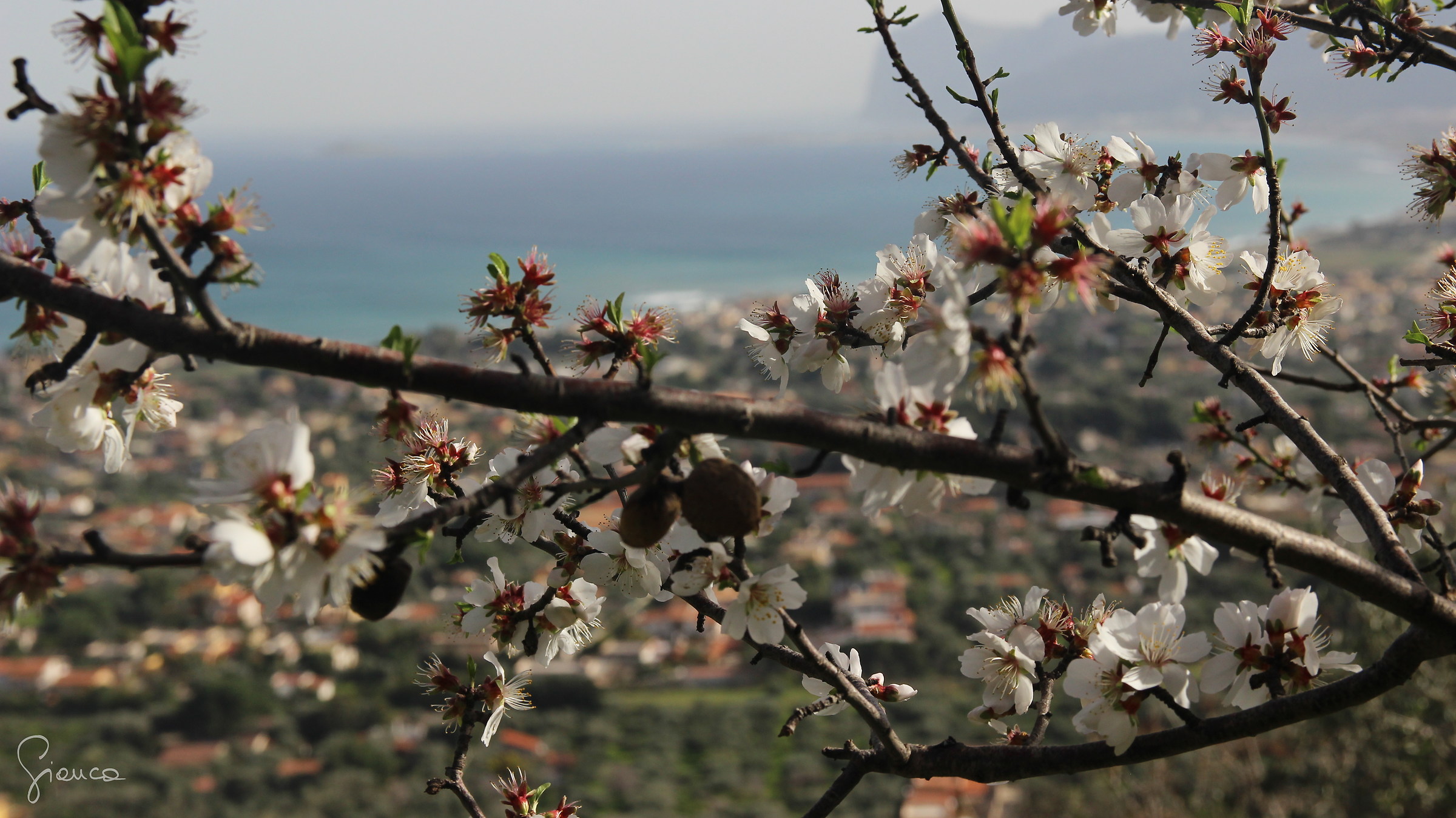 Almond Blossom