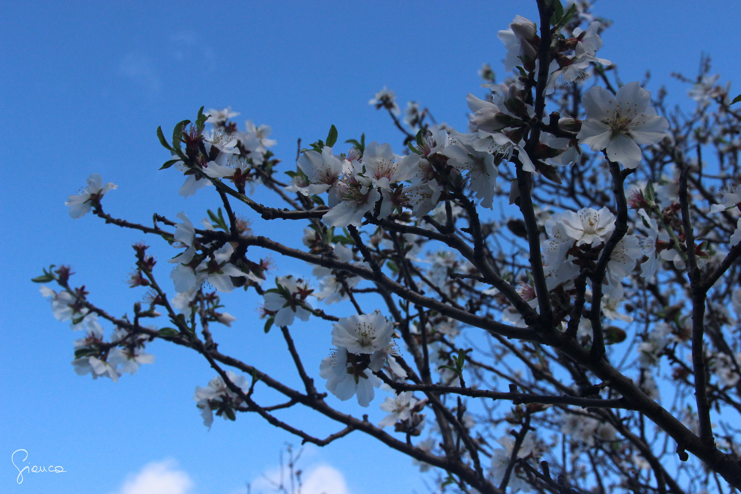 Almond Blossom