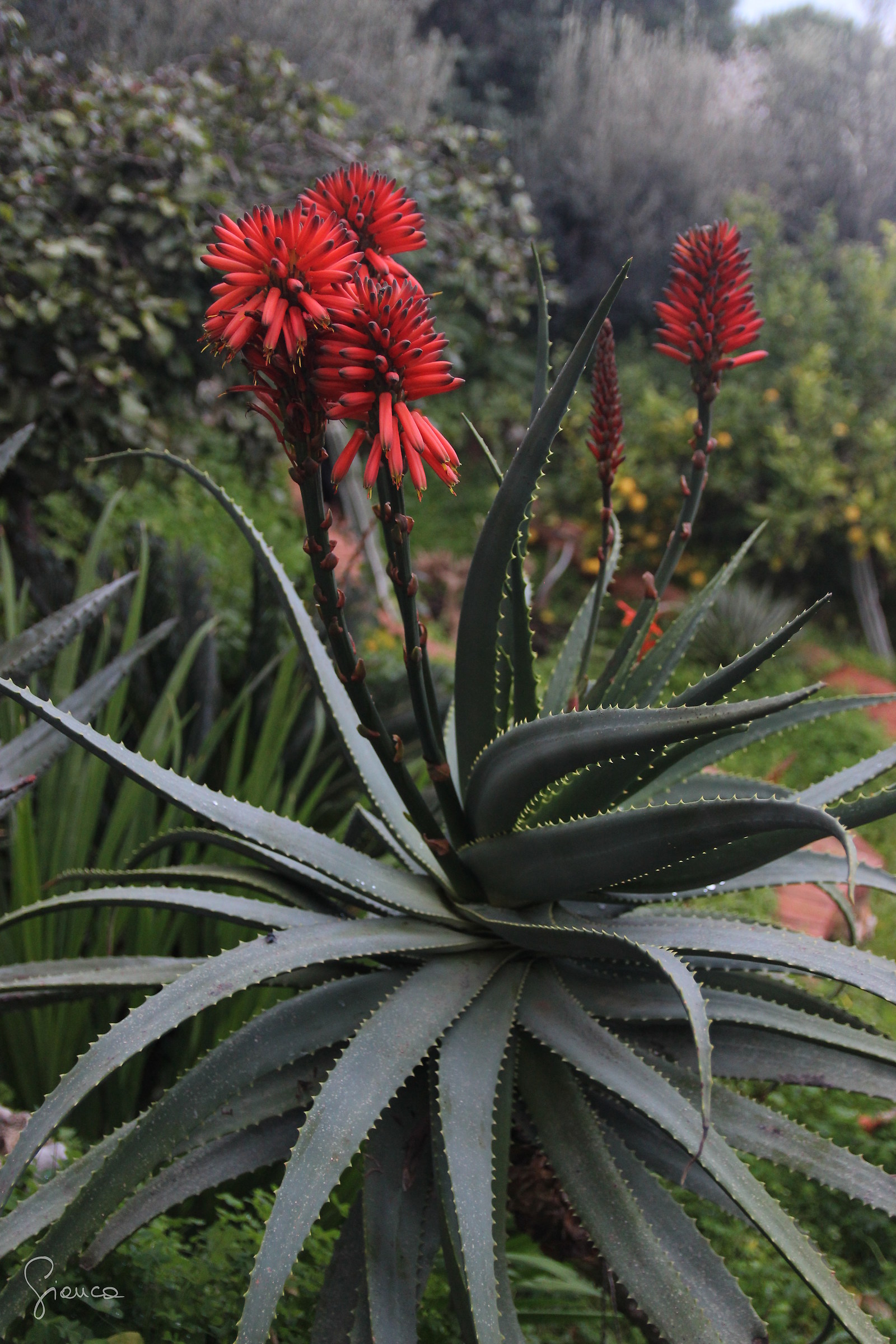 Aloe arborescens blooming