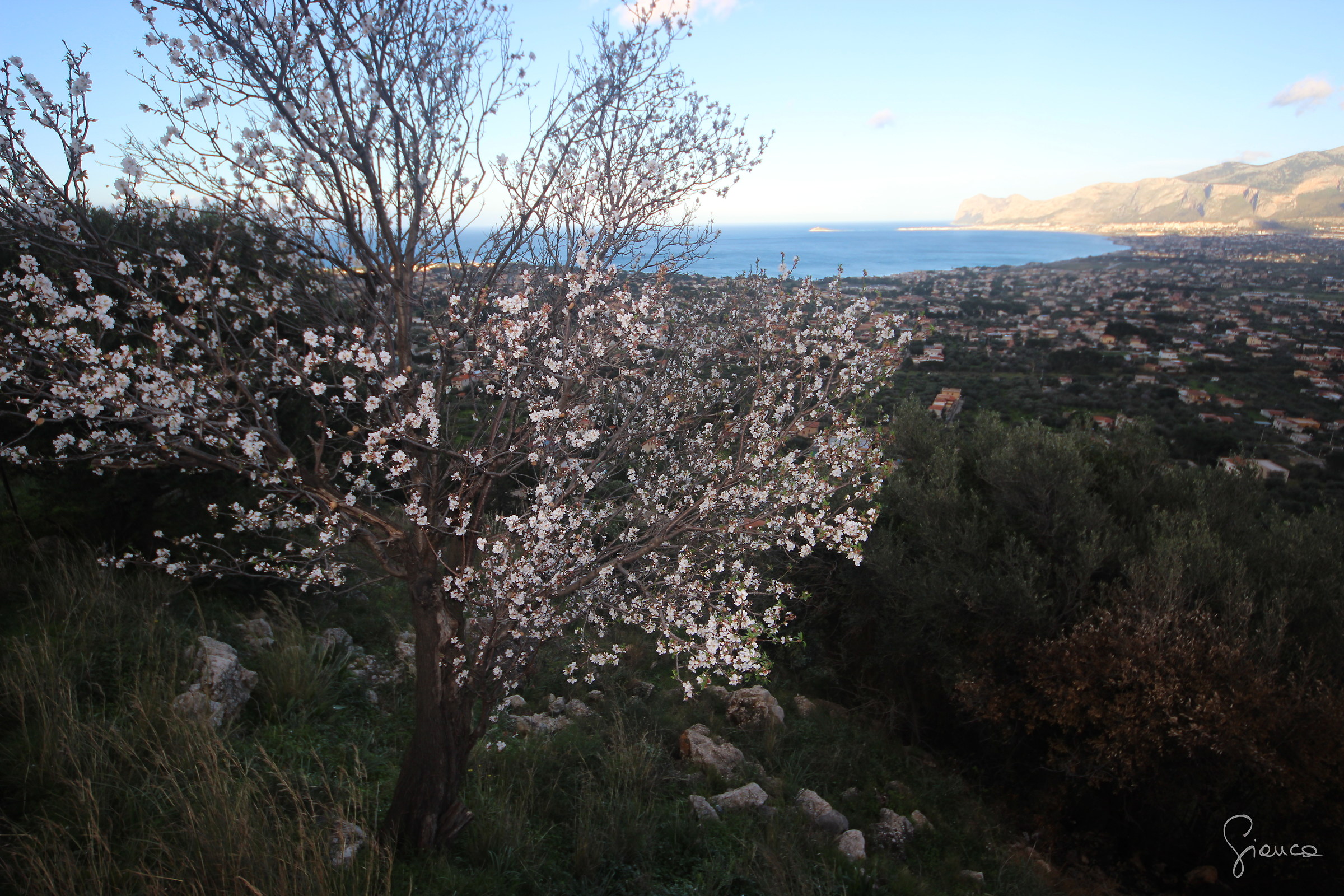 Almond Blossom