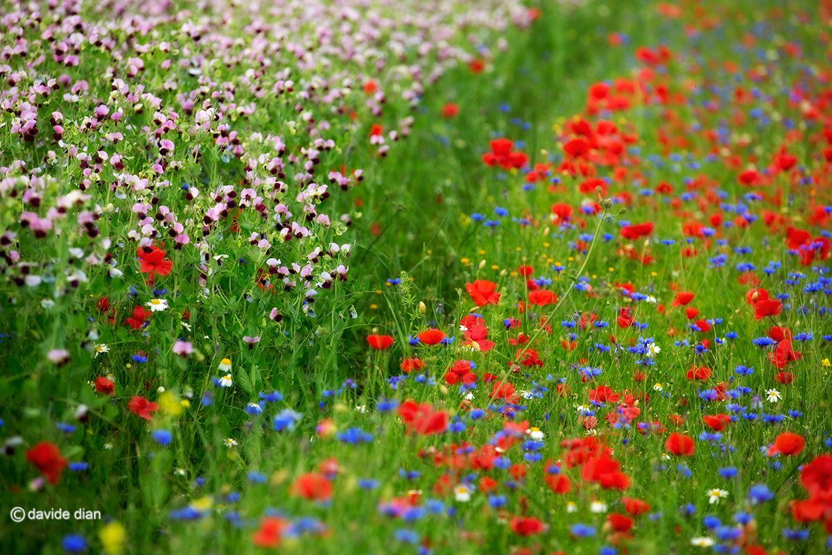 Castelluccio