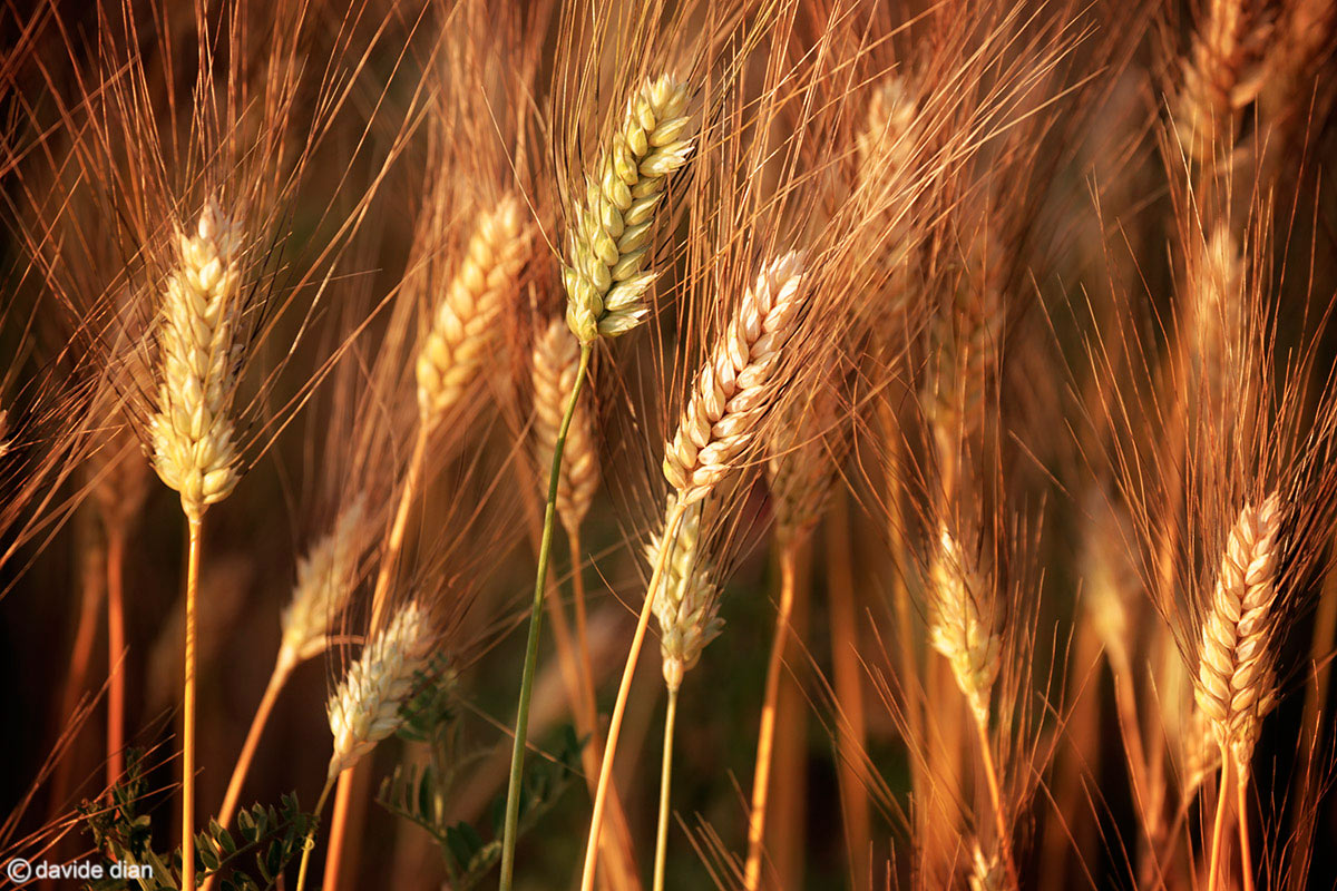 Somewhere in summertime