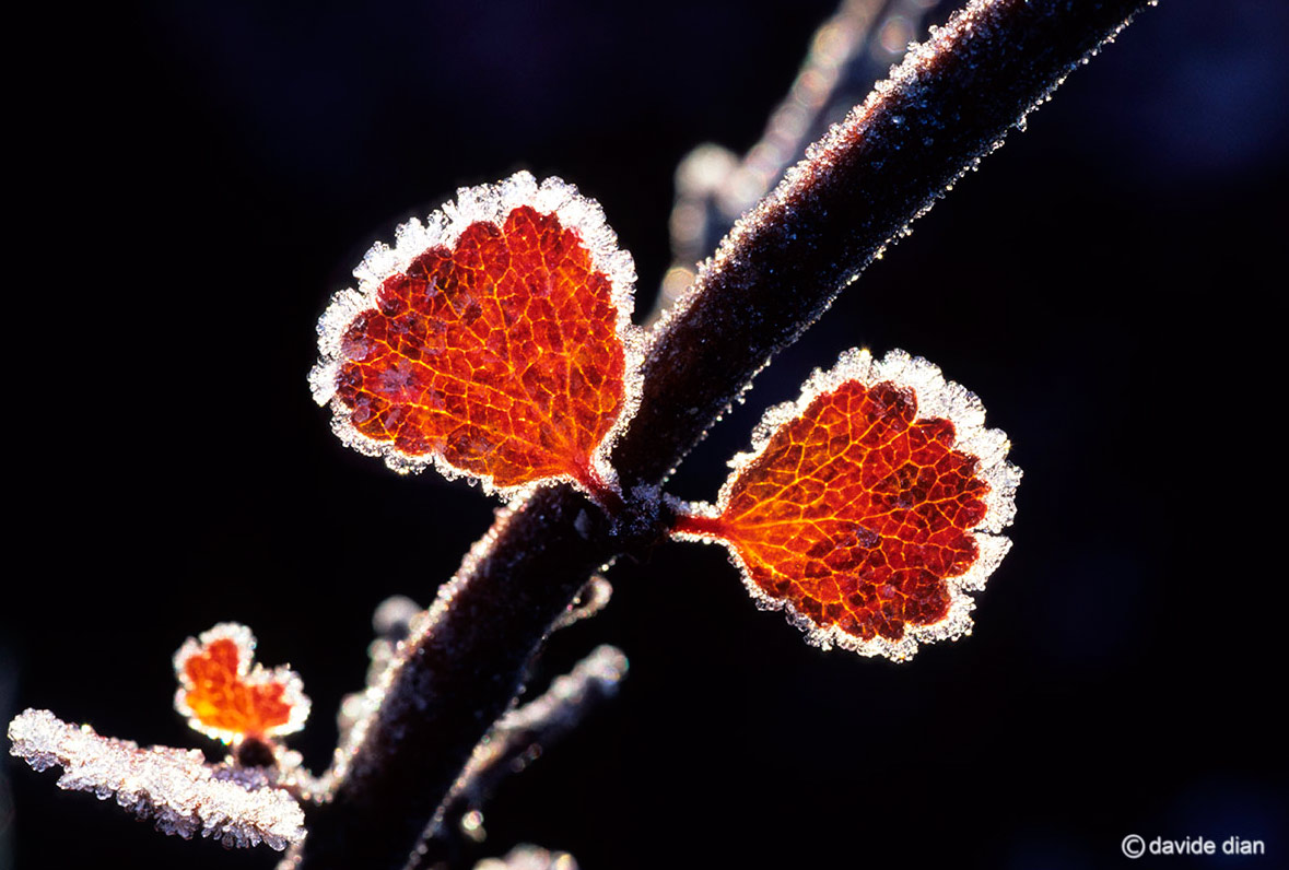 Denali National Park, Alaska
