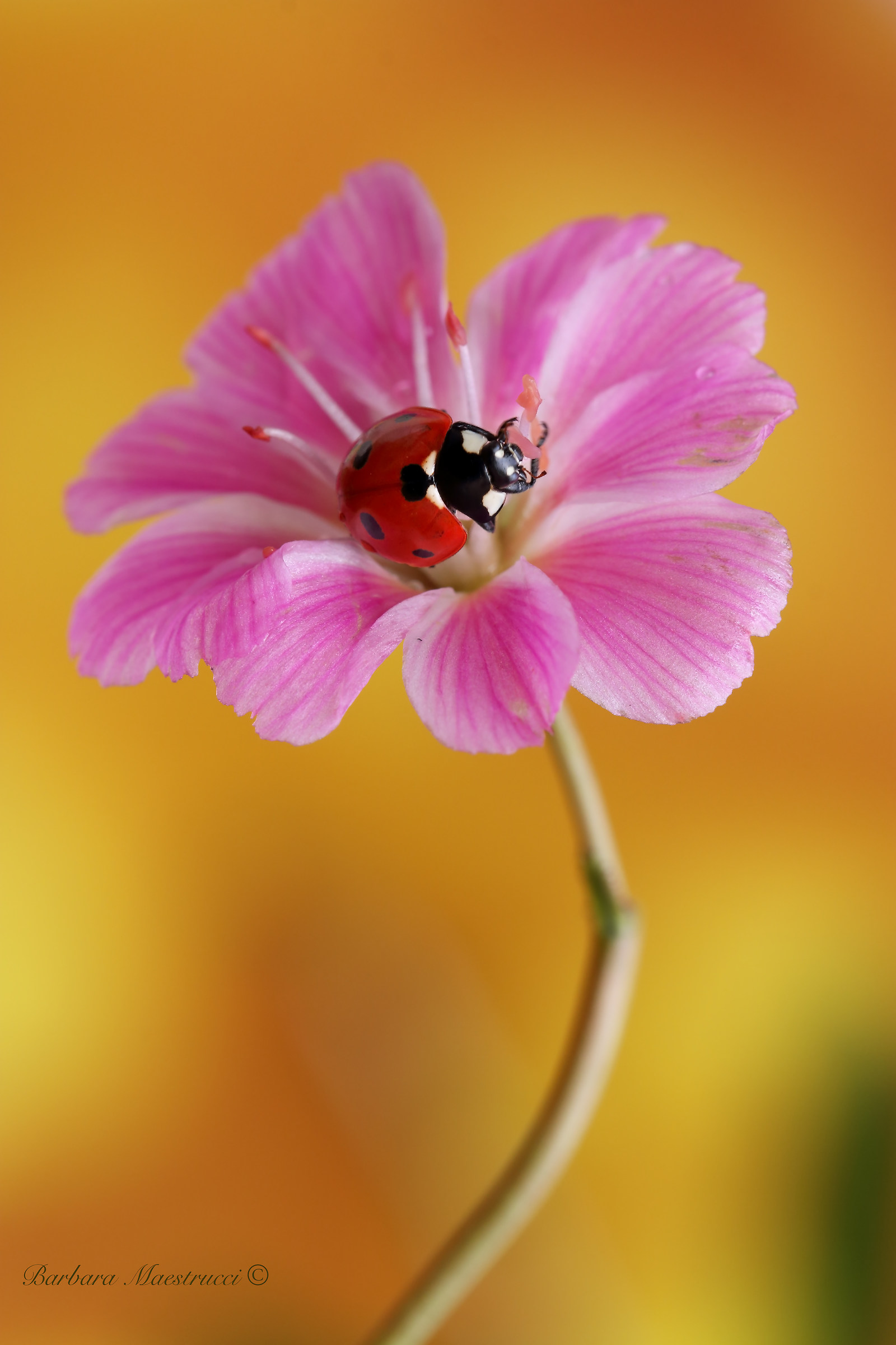 A flower for you ...