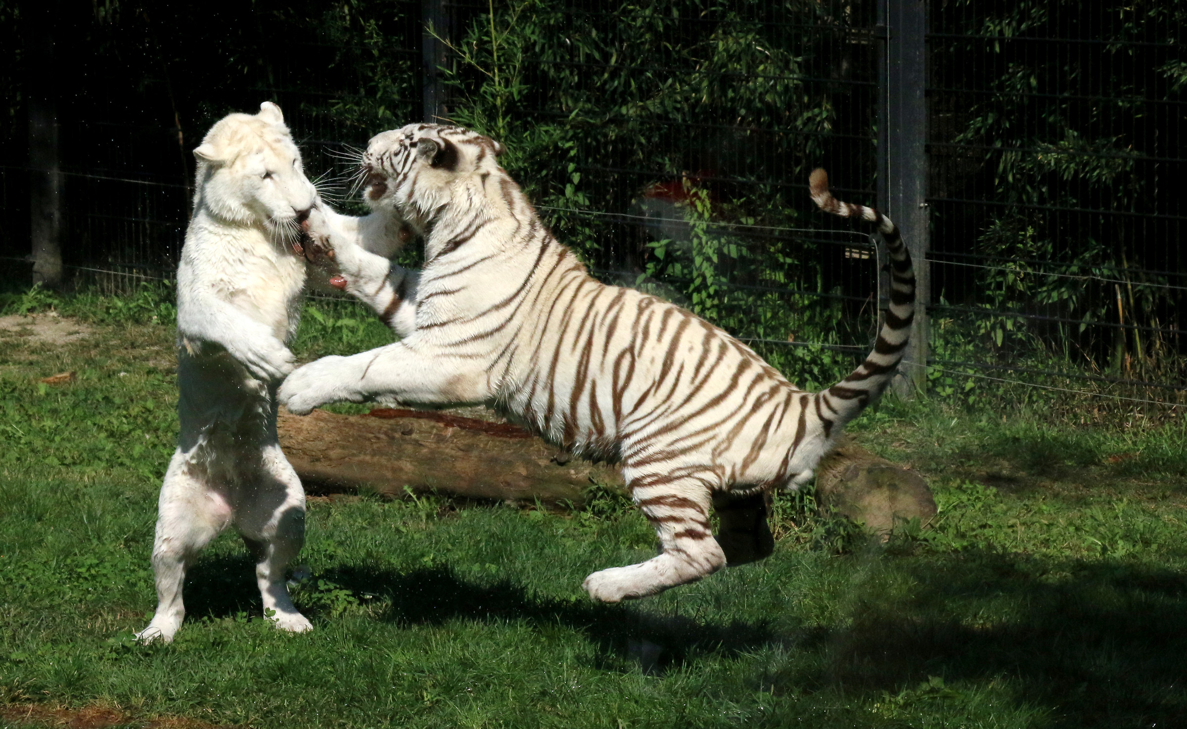 Two cats, (one albino)