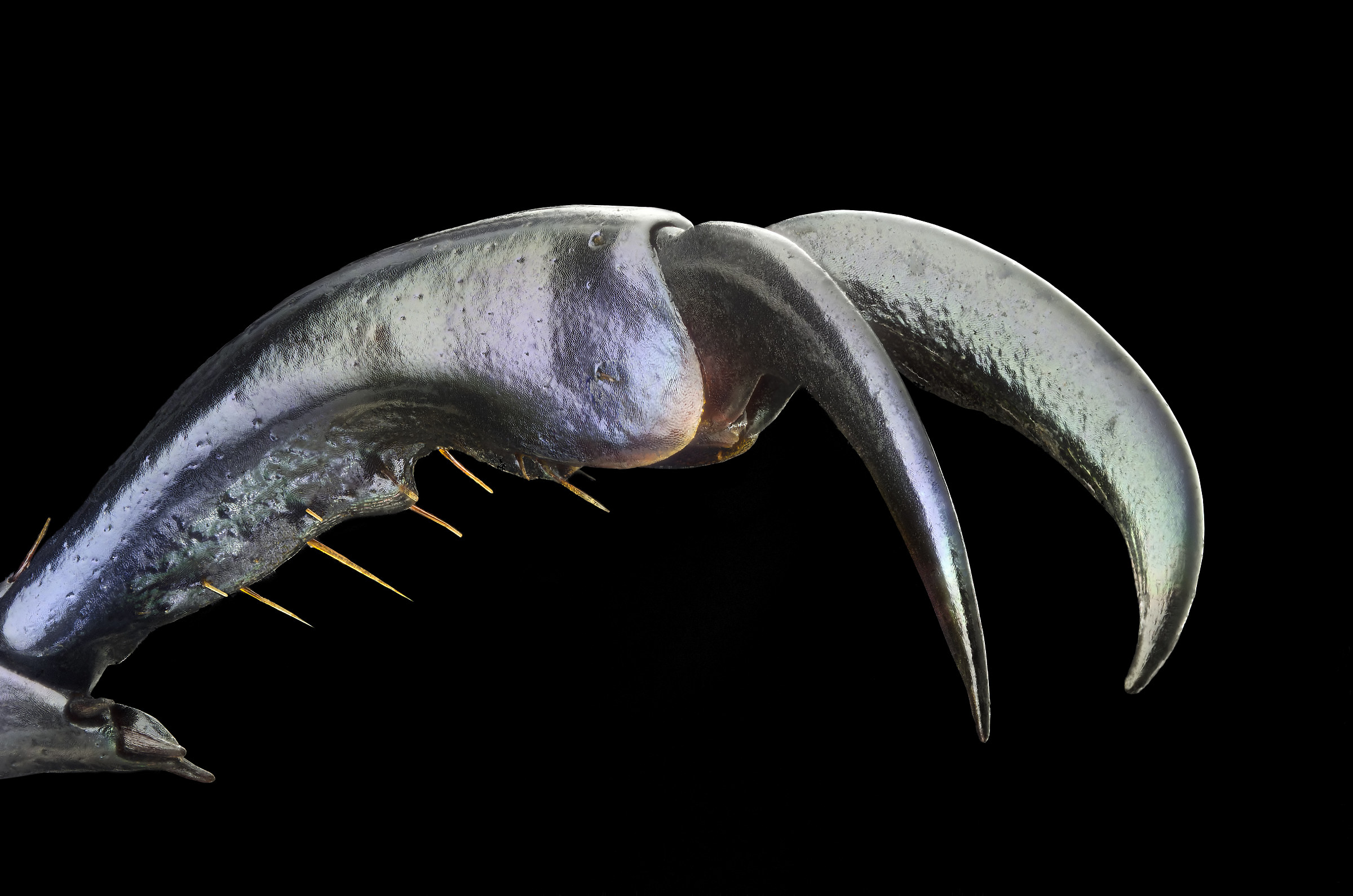 Beetle Chrysophora male chrysochlora: fingernail