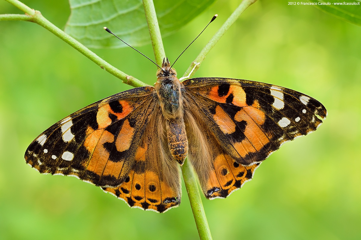 Vanessa cardui (Linnaeus, 1758)