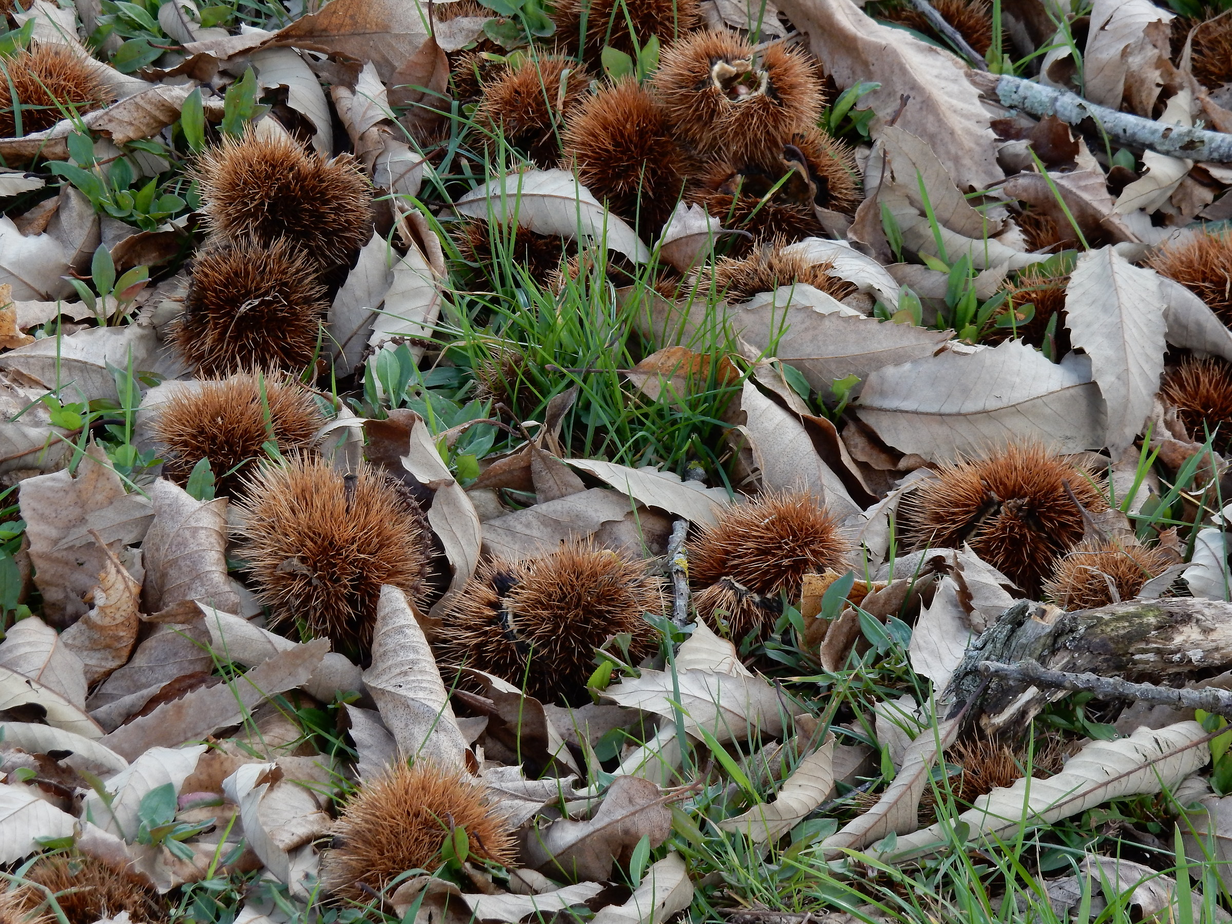 A ride in the countryside