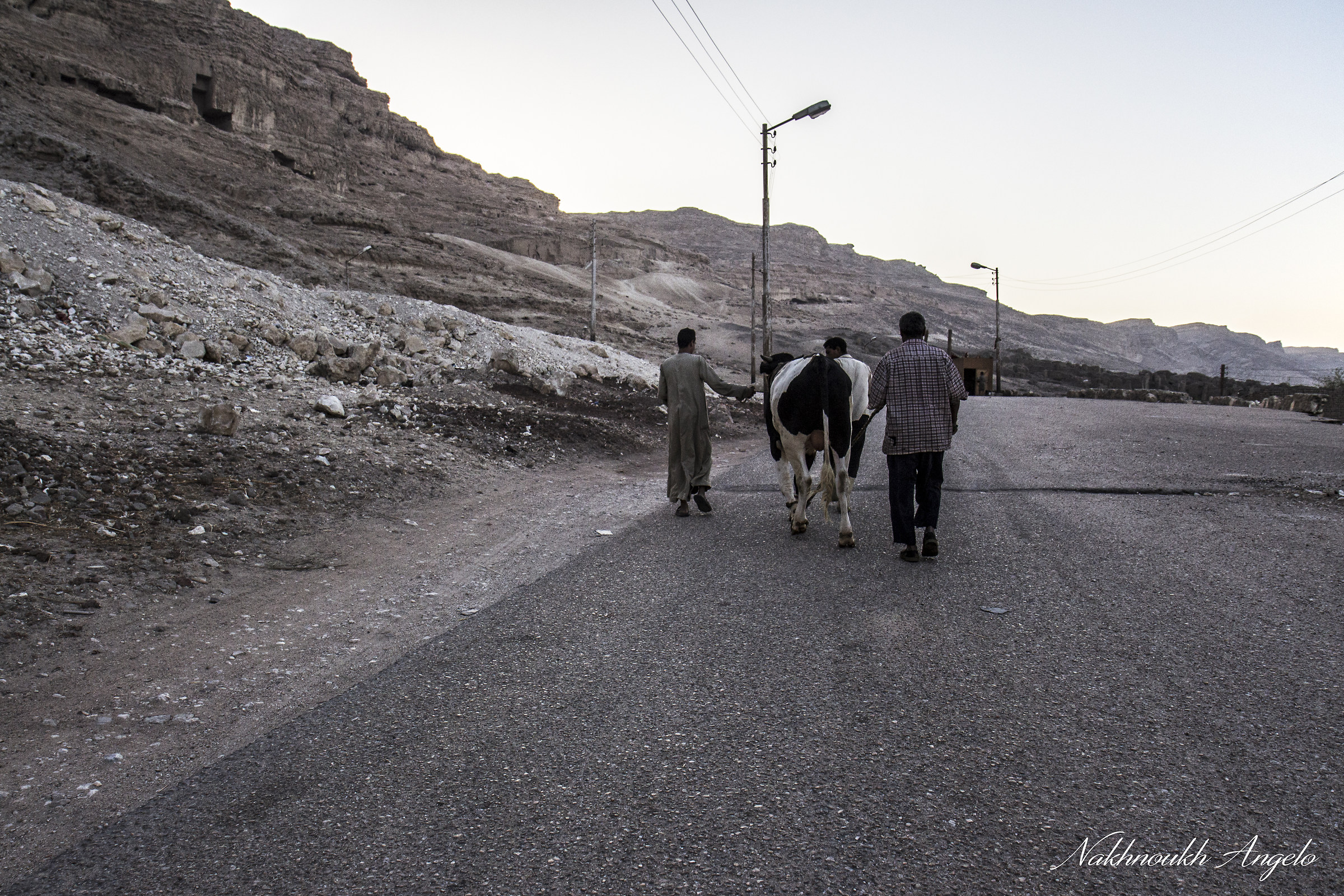 To the slaughterhouse