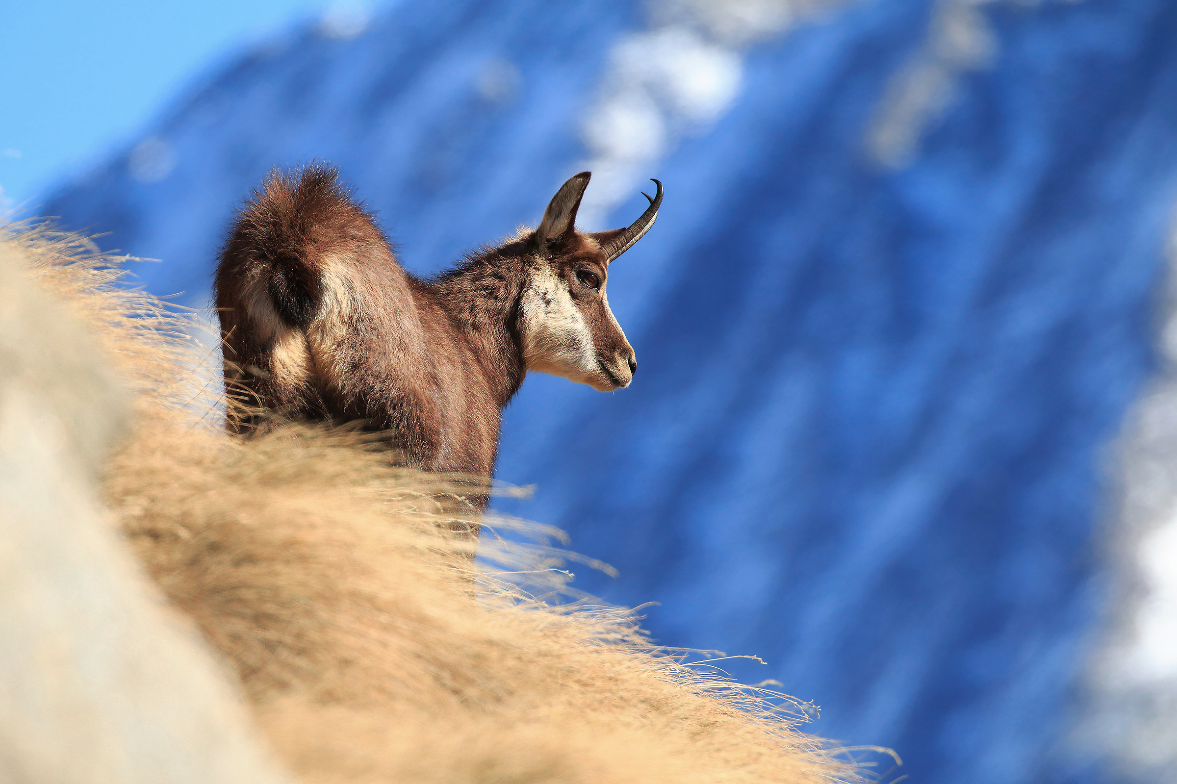 Chamois