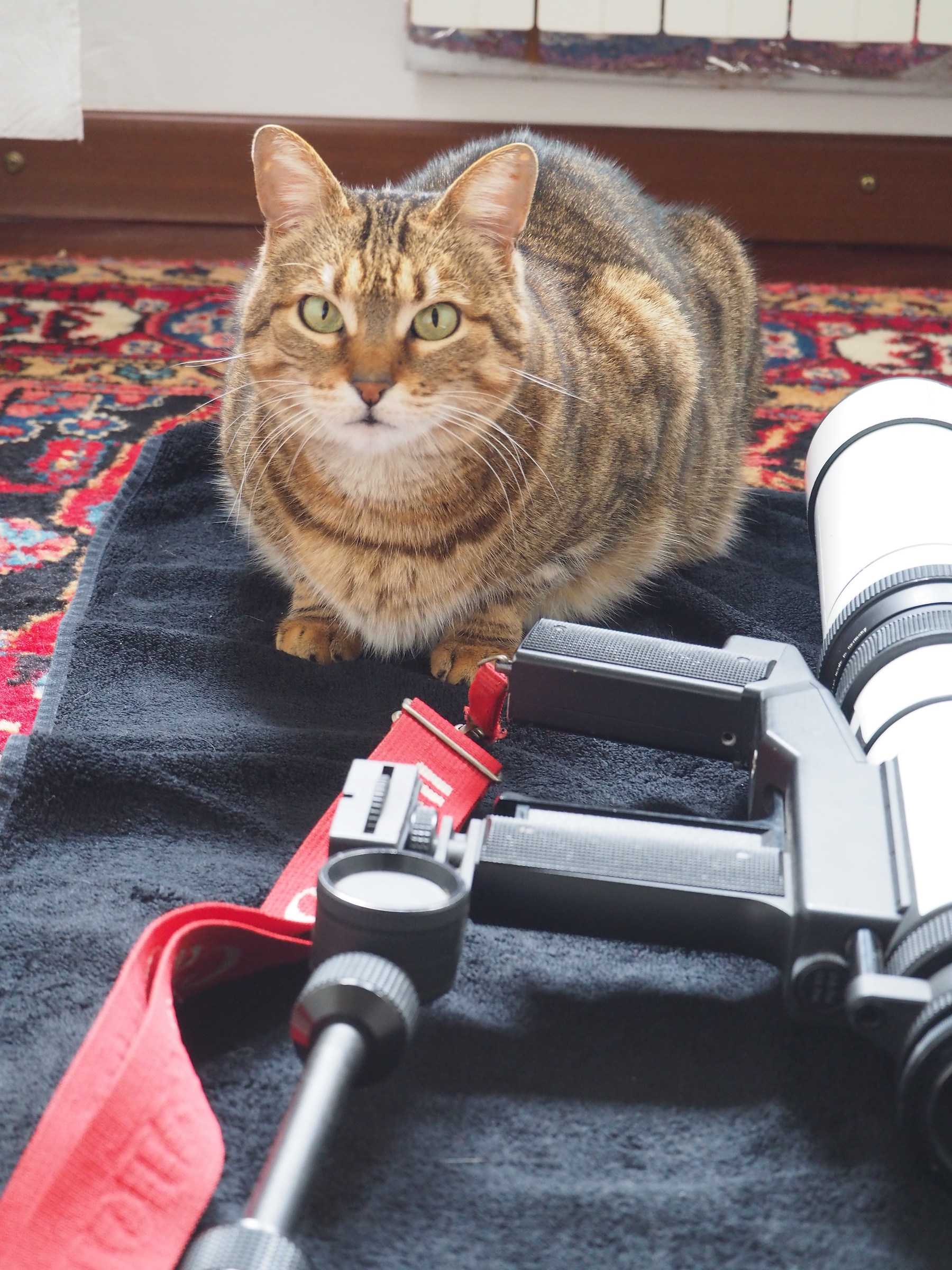 My studio assistant: Small.