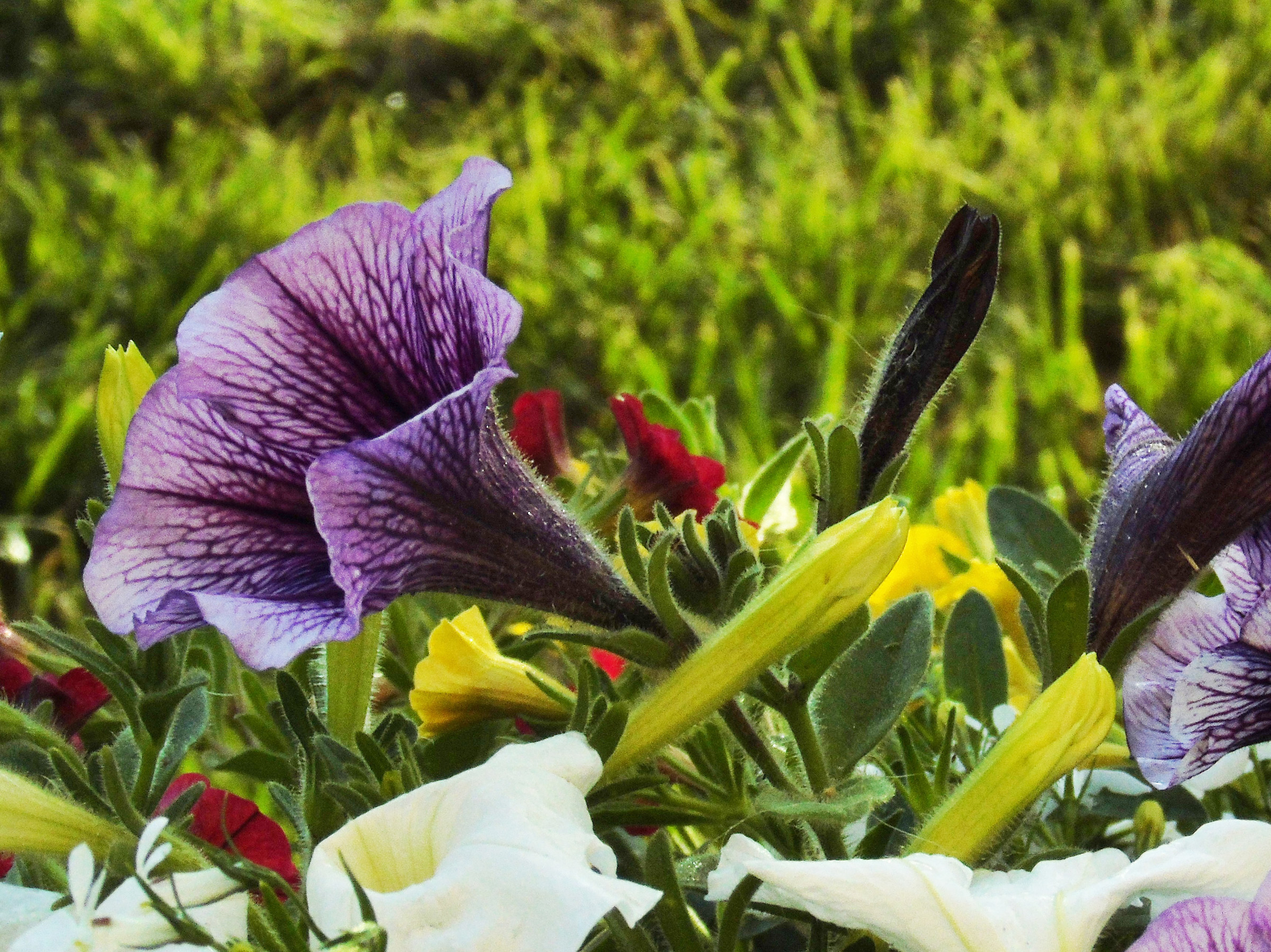 La luce del tramonto nel prato