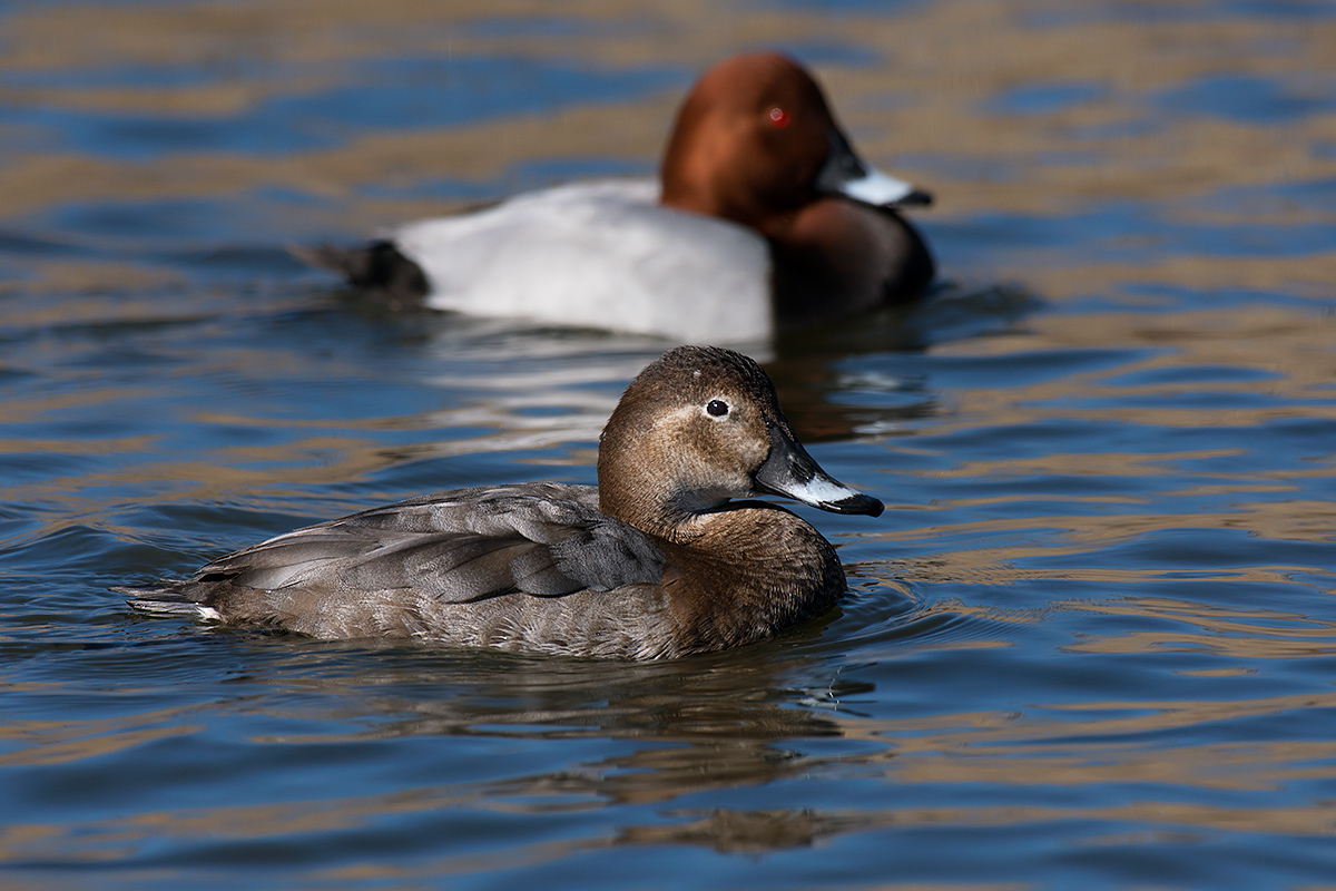 Pochard female and male background