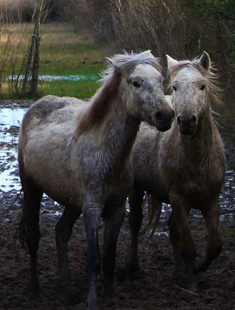 Cavalli nel fango