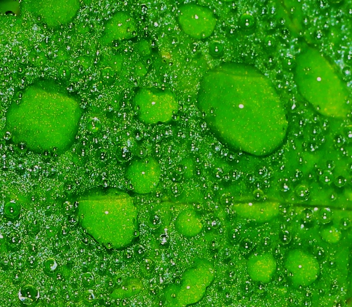 Leaf macro with drops