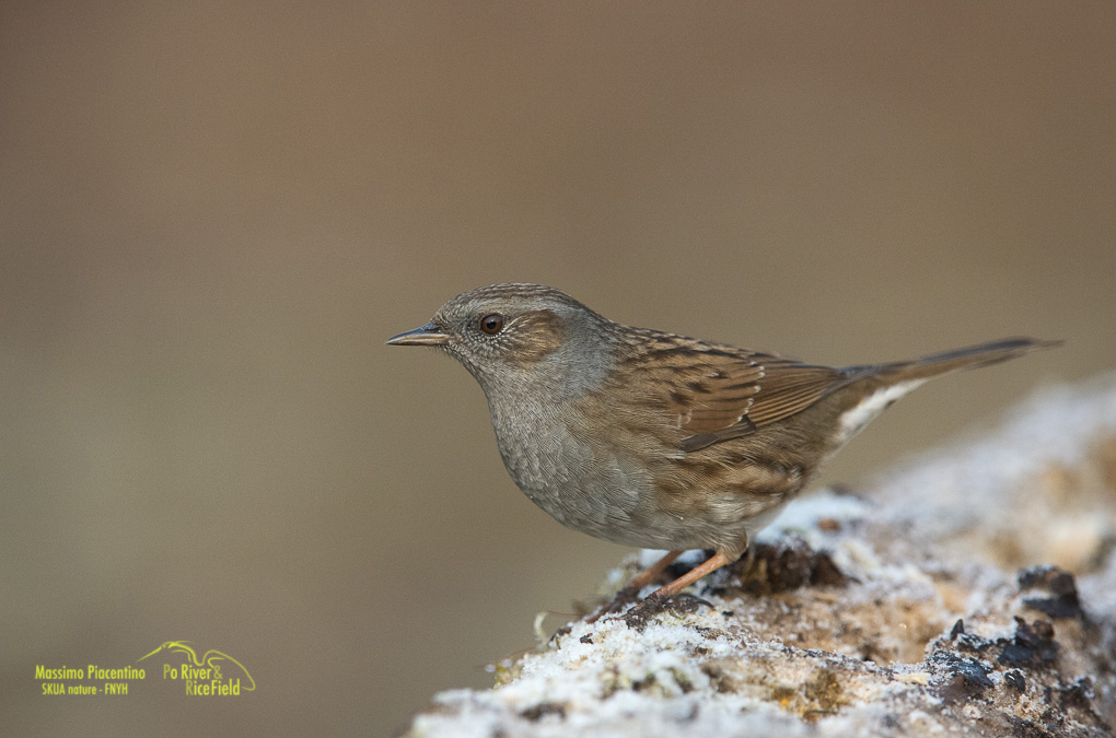 Passera scopaiola (Prunella modularis)