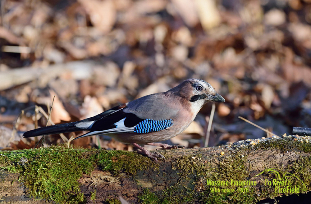 Ghiandaia(Garrulus glandarius)