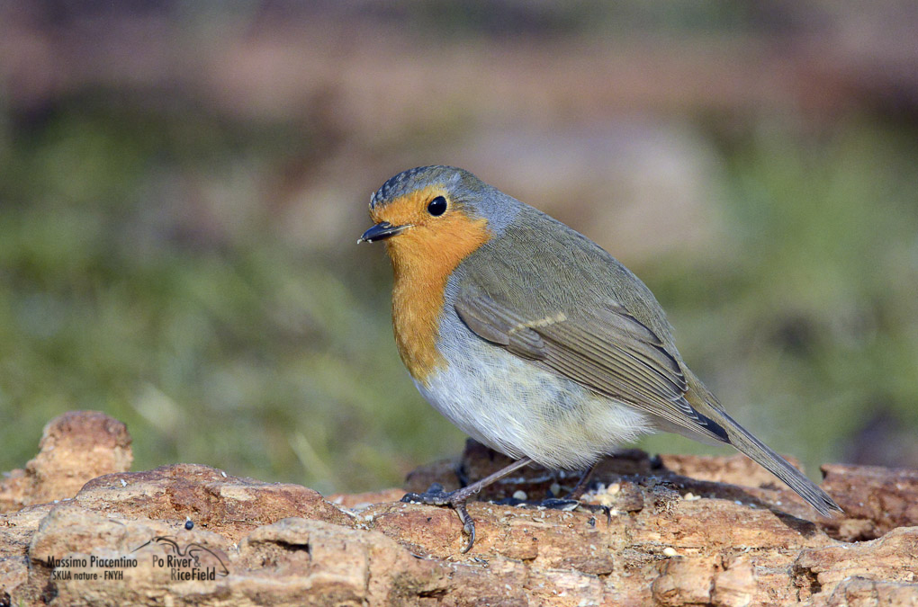 Pettirosso (Erithacus rubecula)