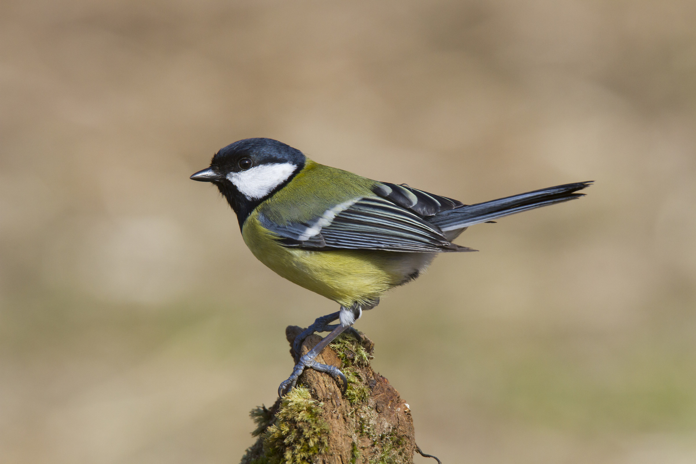 Great Tit