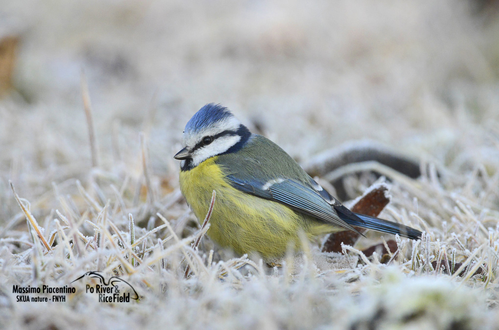 Cinciarella (Parus caeruleus)