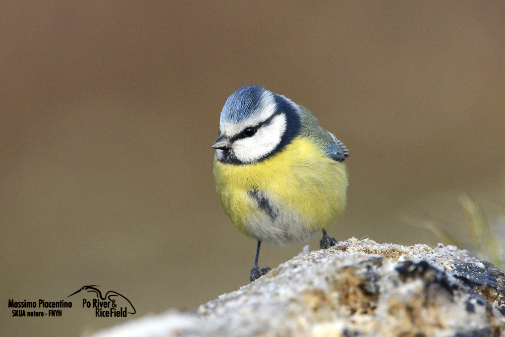 Cinciarella (Parus caeruleus)