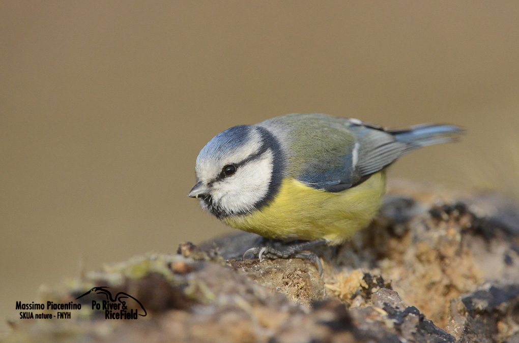 Cinciarella (Parus caeruleus)