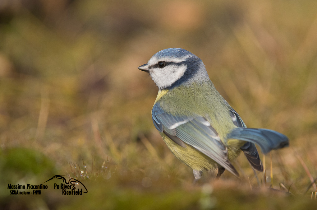 Cinciarella (Parus caeruleus)