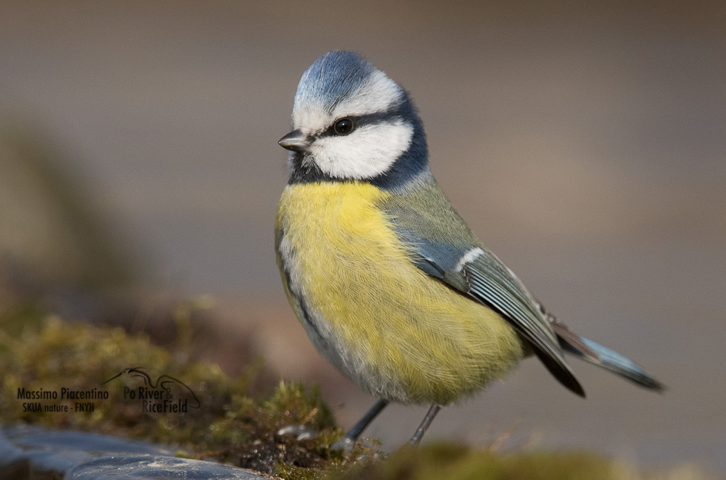 Cinciarella (Parus caeruleus)